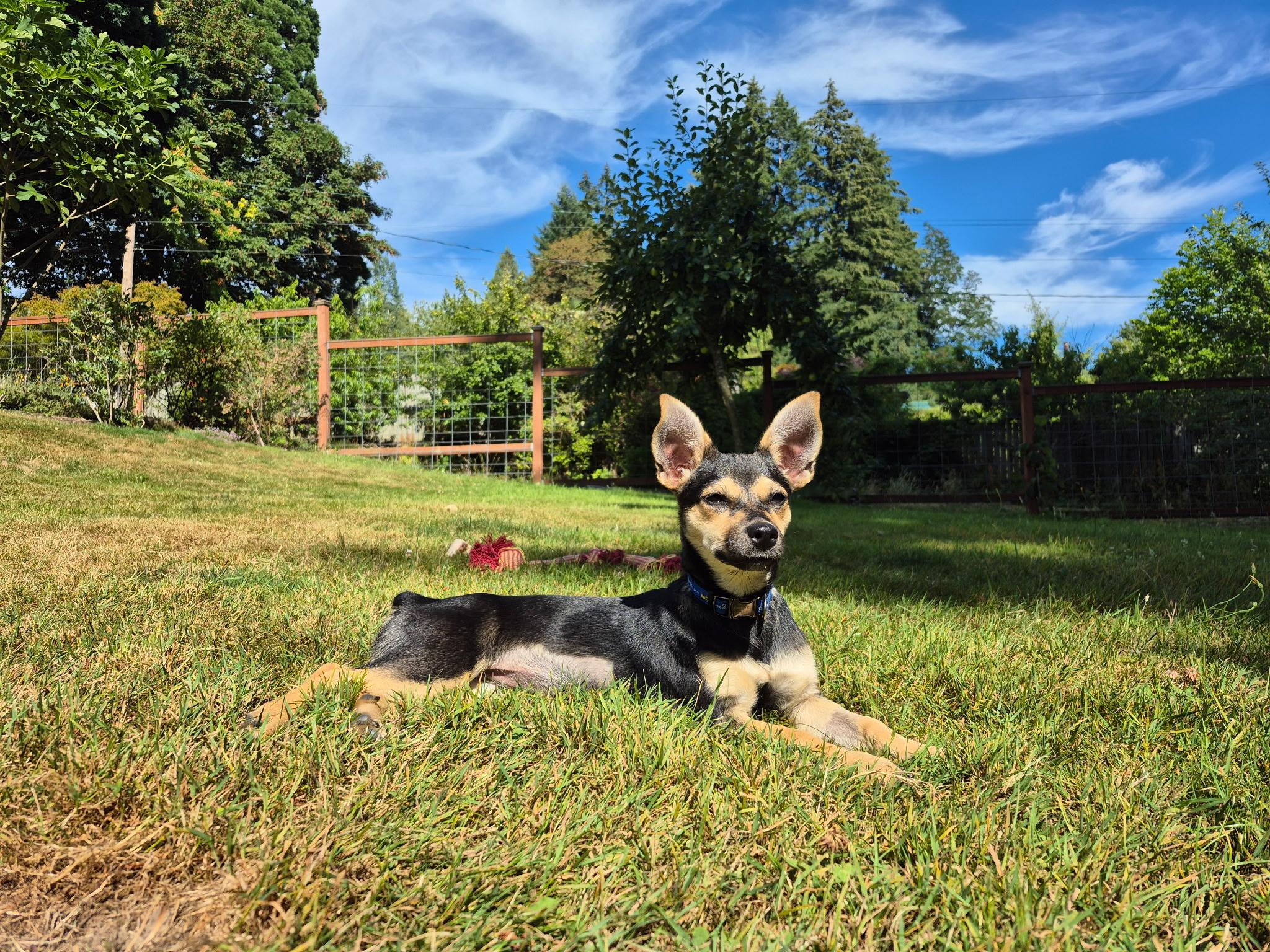 Belle, adoptable, Puppy Female Chihuahua & Terrier.