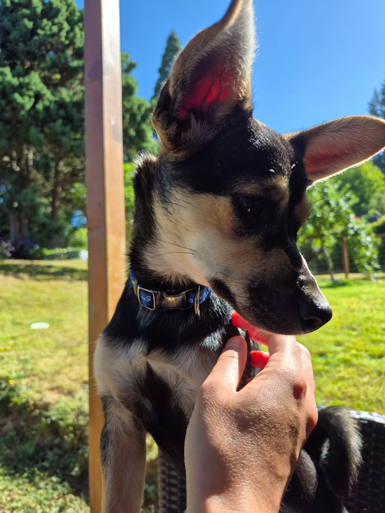 Enlarge Belle, an adoptable mixed breed in Olympia, WA image 3/4