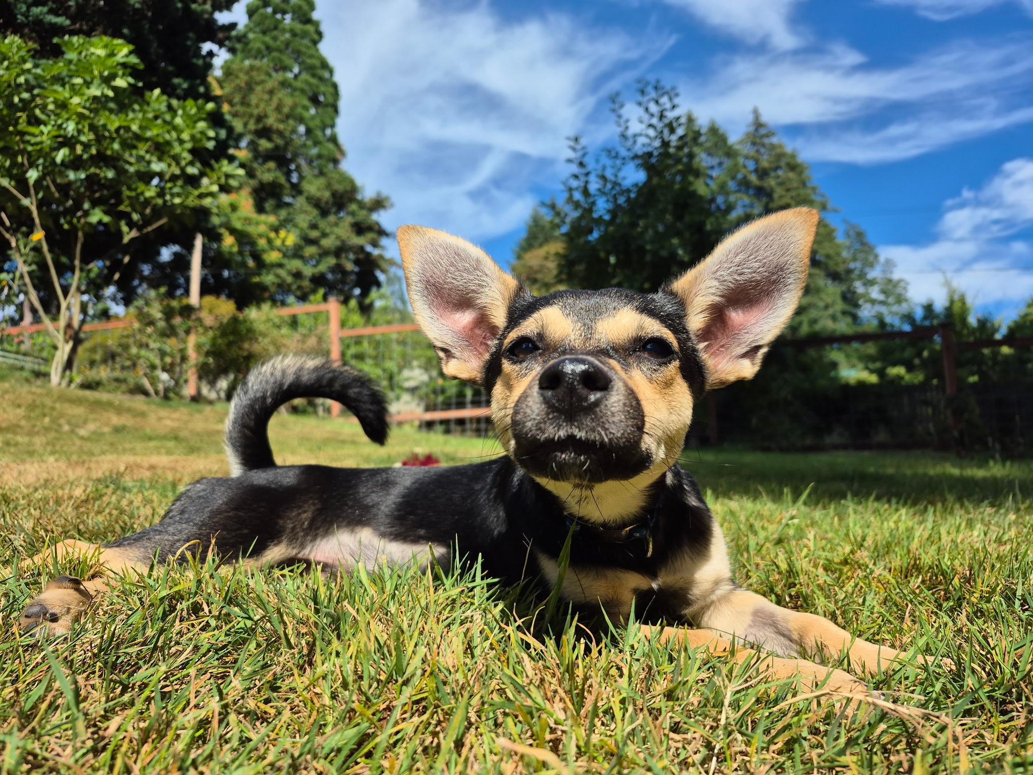 Enlarge Belle, an adoptable mixed breed in Olympia, WA image 4/4