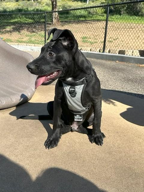 Raven, a ADOPTABLE mixed breed in Costa Mesa , CA image 2/4