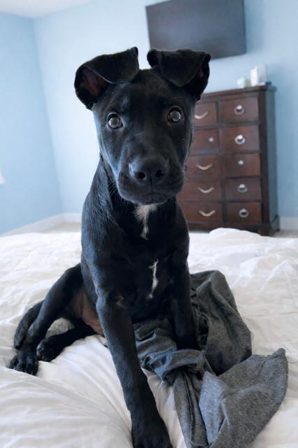 Raven, a ADOPTABLE mixed breed in Costa Mesa , CA image 1/4