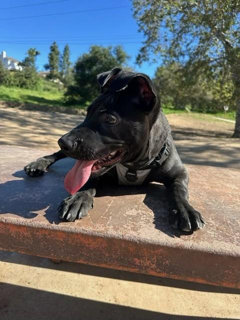 Raven, a ADOPTABLE mixed breed in Costa Mesa , CA image 4/4