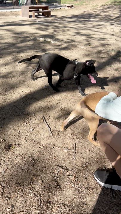 Enlarge Raven, a ADOPTABLE mixed breed in Costa Mesa , CA video 3/4