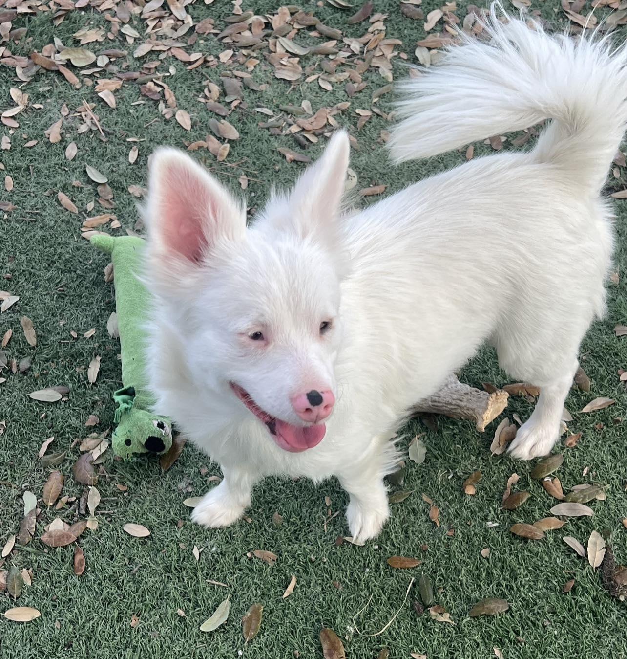 Junior, ADOPTABLE, Young Male Chihuahua.