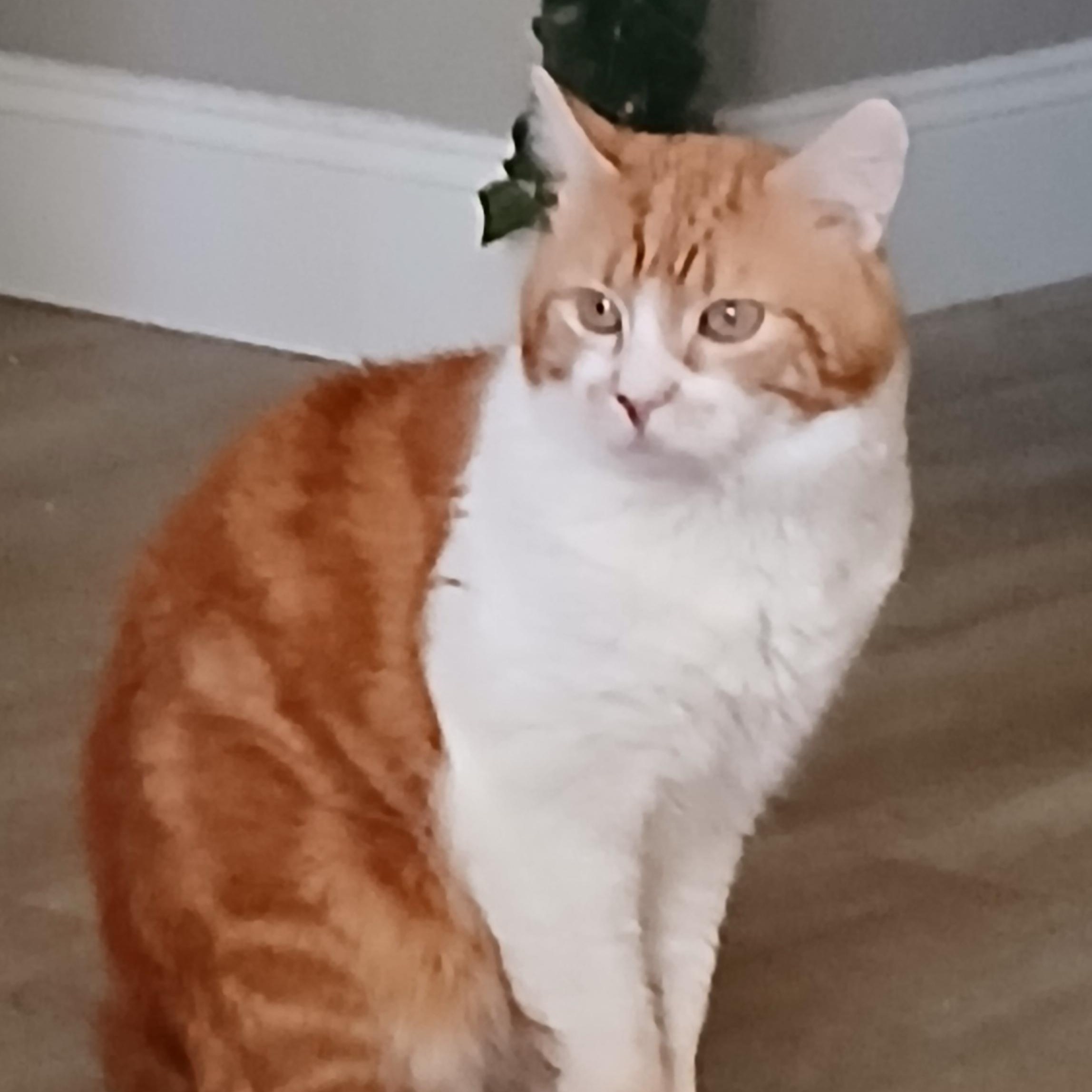 Enlarge Gilligan, a ADOPTABLE Domestic Short Hair in Rockford, MI image 1/5