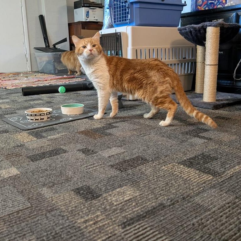 Enlarge Gilligan, an adopted Domestic Short Hair in Rockford, MI image 2/5
