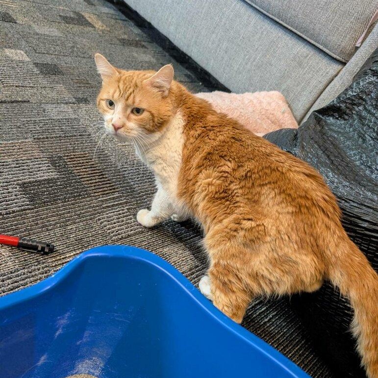 Enlarge Gilligan, a ADOPTABLE Domestic Short Hair in Rockford, MI image 4/5