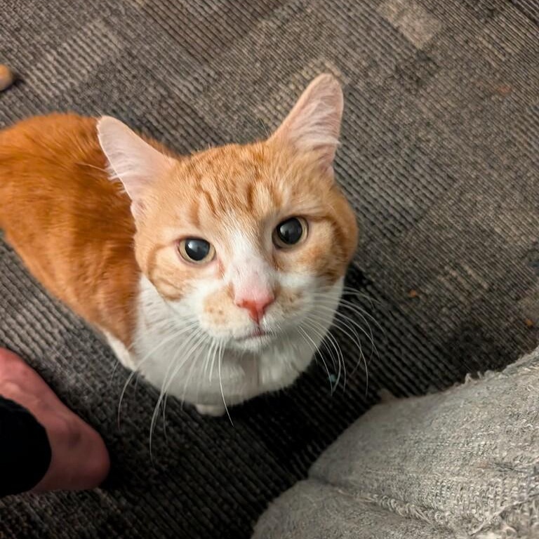 Gilligan, adopted, Senior Male Domestic Short Hair.