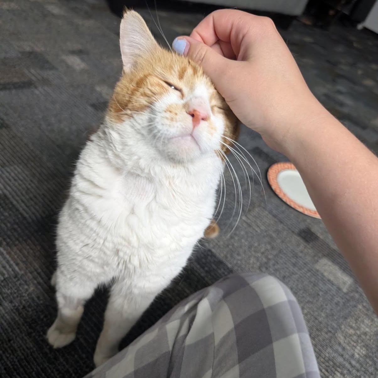 Enlarge Gilligan, an adopted Domestic Short Hair in Rockford, MI image 5/5