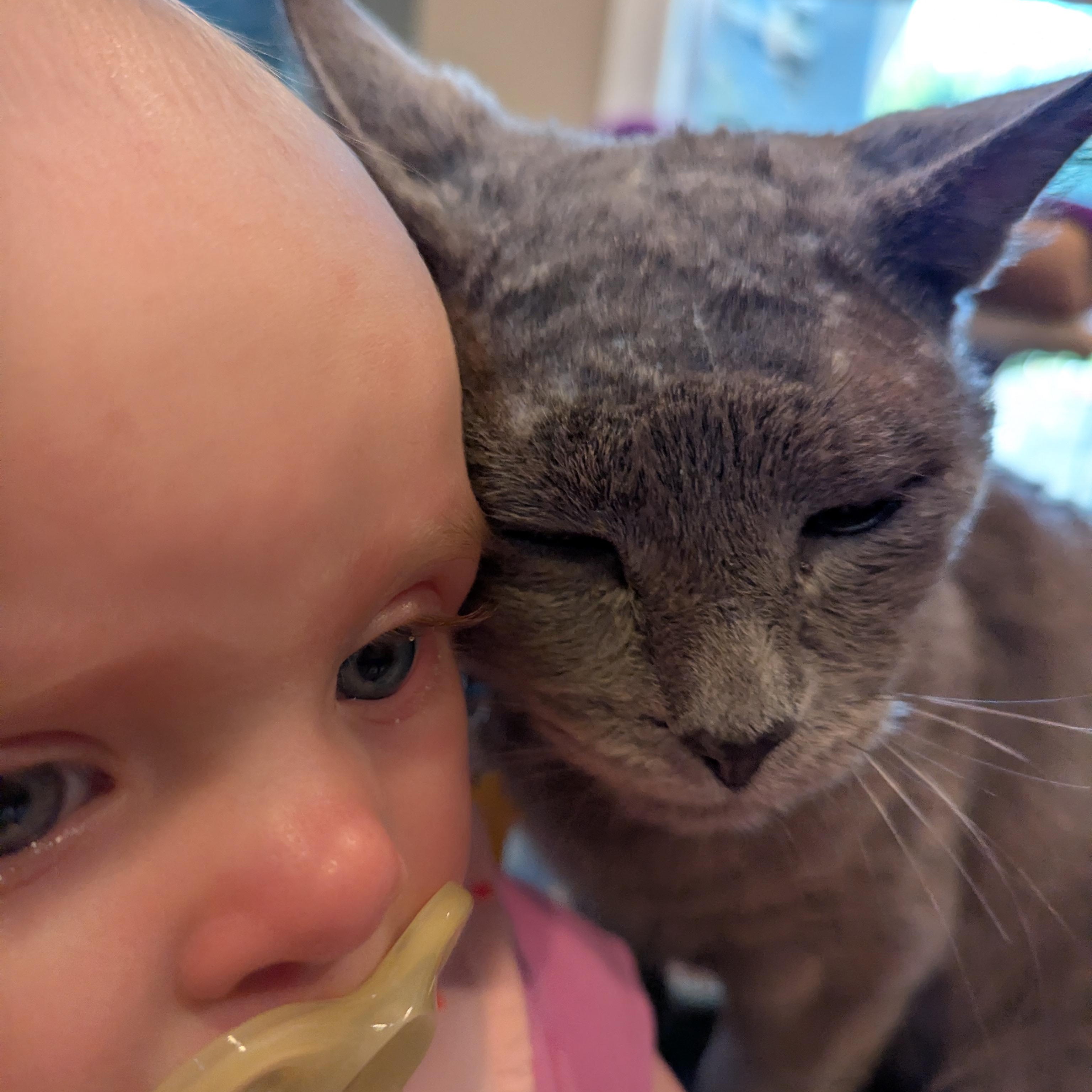 Enlarge Slater - FIV+ and VERY cuddly, a ADOPTABLE Domestic Short Hair in Portland, OR image 5/6