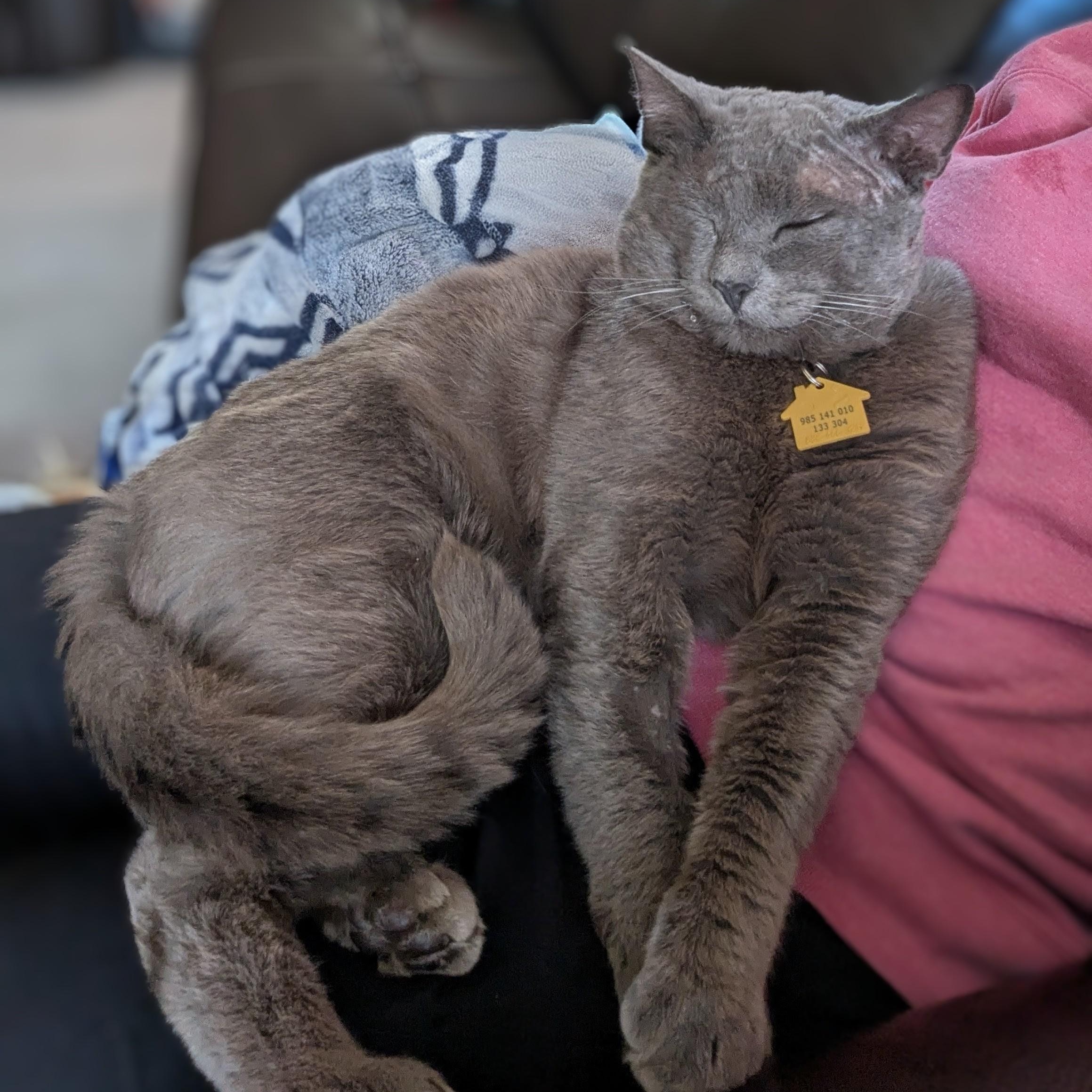 Enlarge Slater - FIV+ and VERY cuddly, a ADOPTABLE Domestic Short Hair in Portland, OR image 6/6