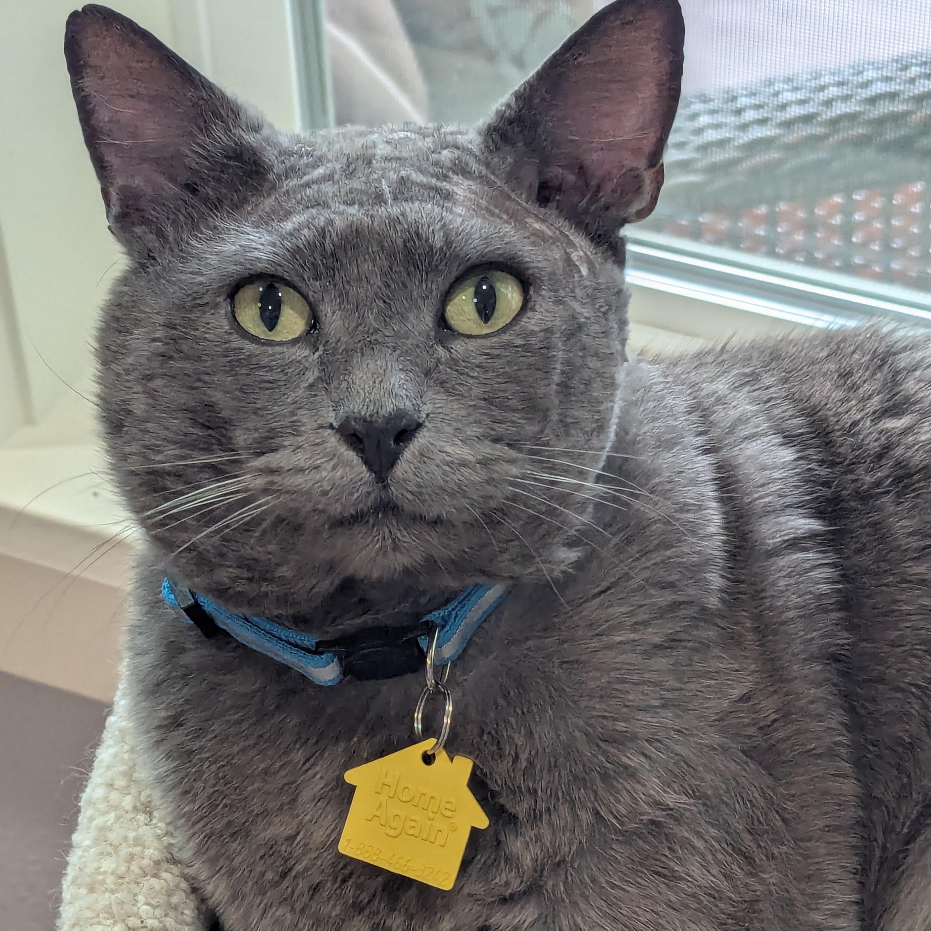 Enlarge Slater - FIV+ and VERY cuddly, a ADOPTABLE Domestic Short Hair in Portland, OR image 1/6