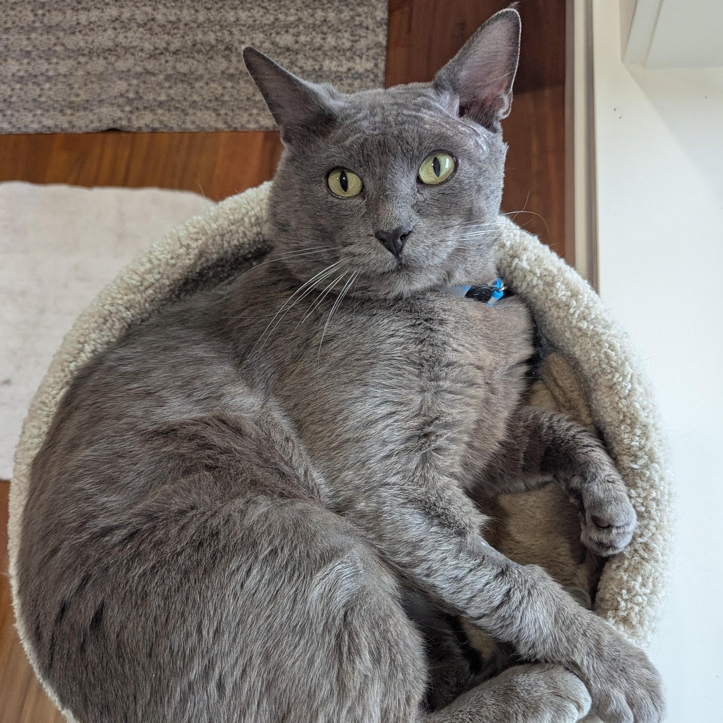 Enlarge Slater - FIV+ and VERY cuddly, a ADOPTABLE Domestic Short Hair in Portland, OR image 3/6