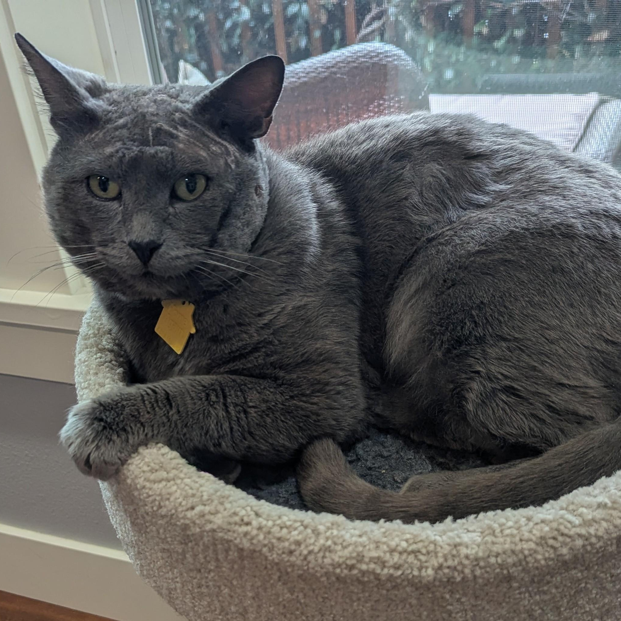 Enlarge Slater - FIV+ and VERY cuddly, a ADOPTABLE Domestic Short Hair in Portland, OR image 2/6