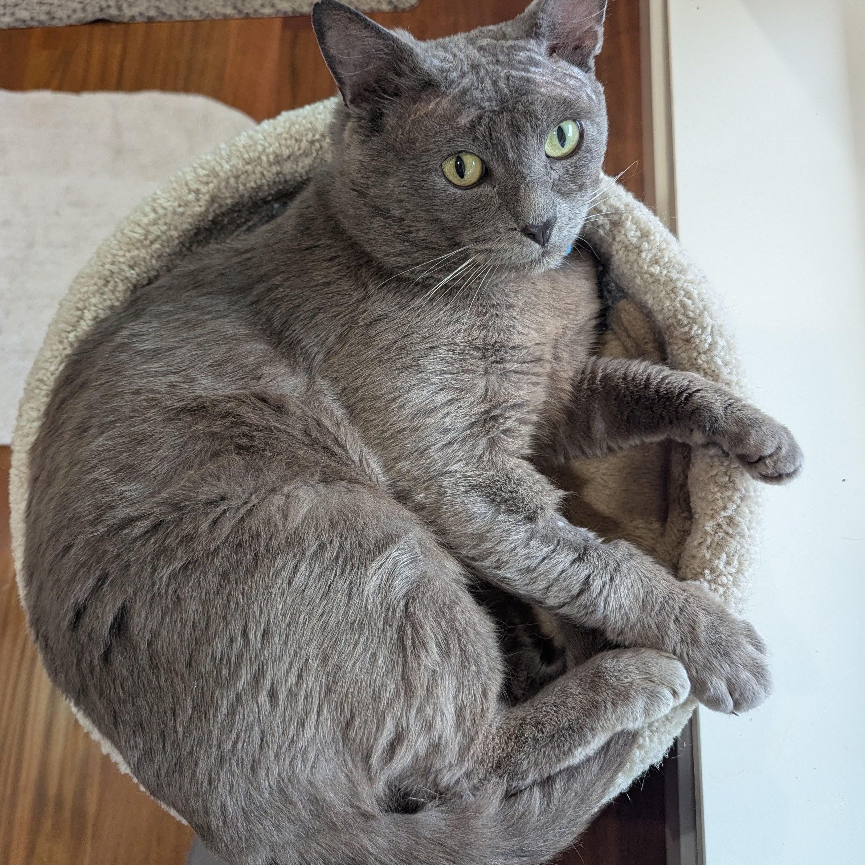 Enlarge Slater - FIV+ and VERY cuddly, a ADOPTABLE Domestic Short Hair in Portland, OR image 4/6