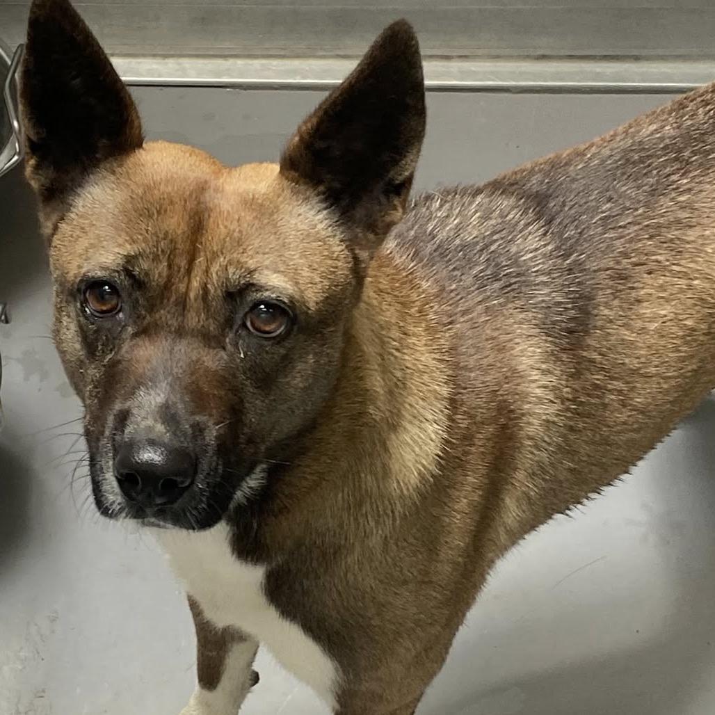 Mochi, Adoptable, Adult Female Shiba Inu & Terrier.