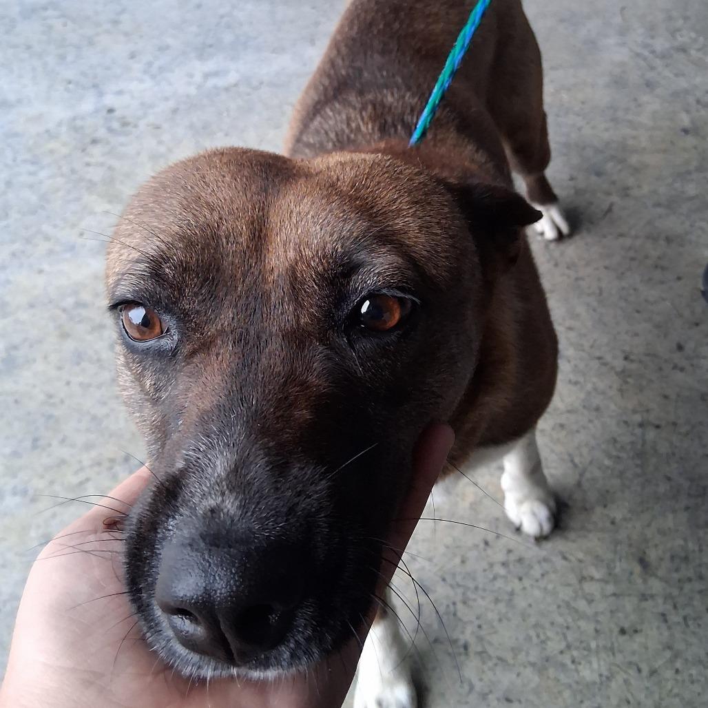 Enlarge Mochi, a Adoptable mixed breed in Vinita, OK image 2/6