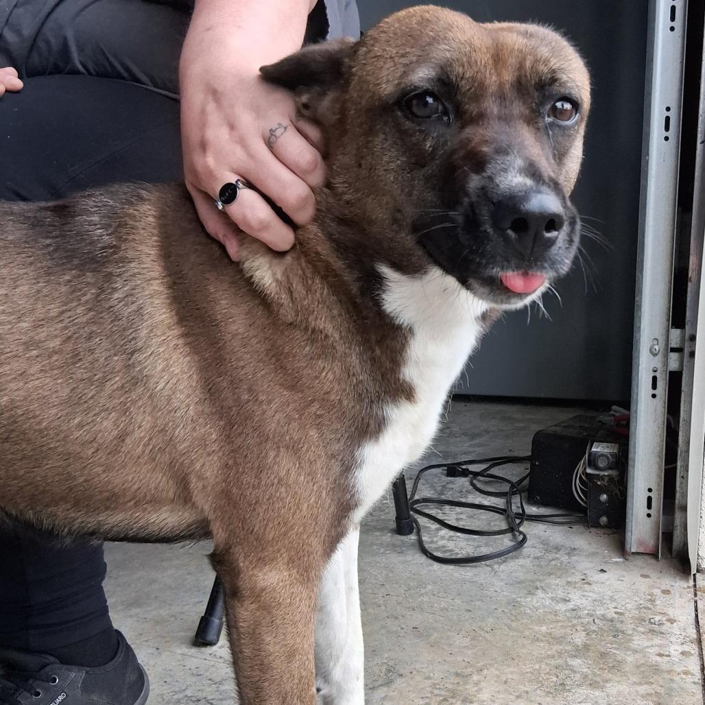 Enlarge Mochi, a Adoptable mixed breed in Vinita, OK image 3/6