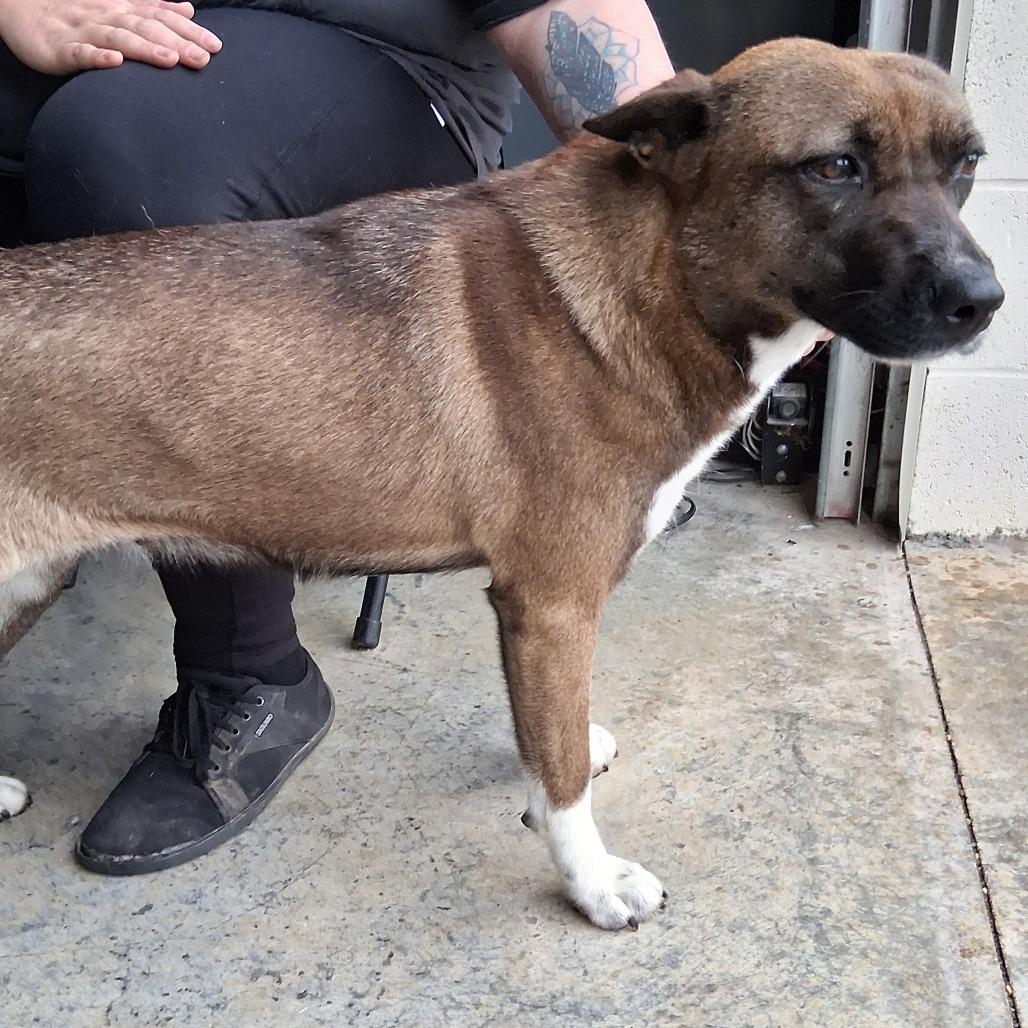 Enlarge Mochi, a Adoptable mixed breed in Vinita, OK image 4/6