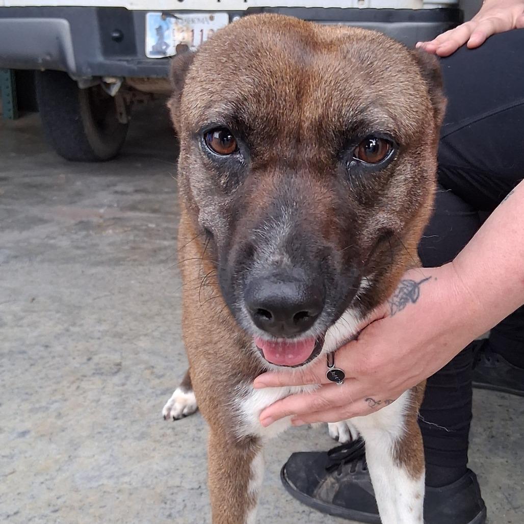 Enlarge Mochi, a Adoptable mixed breed in Vinita, OK image 5/6