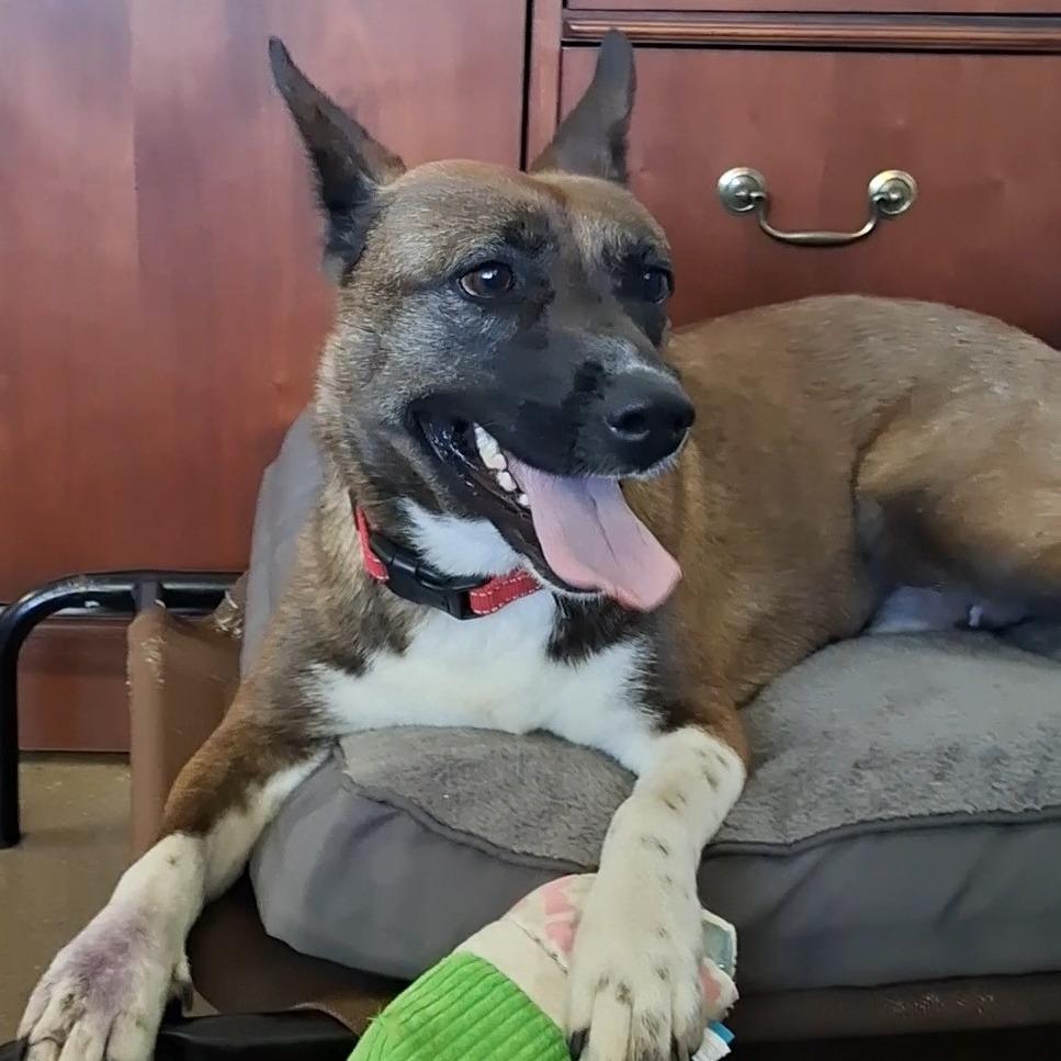 Enlarge Mochi, a Adoptable mixed breed in Vinita, OK image 6/6