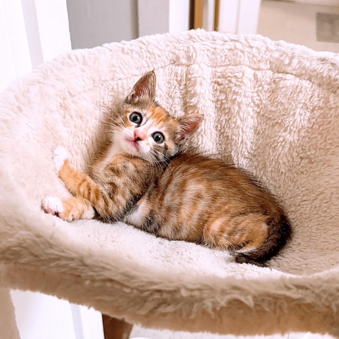 Milkshake, an adoptable Domestic Short Hair in Ewa Beach, HI, 96706 | Photo Image 2