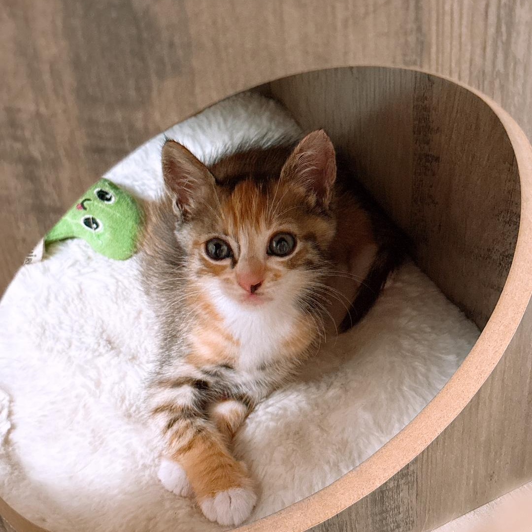 Milkshake, an adoptable Domestic Short Hair in Ewa Beach, HI, 96706 | Photo Image 4