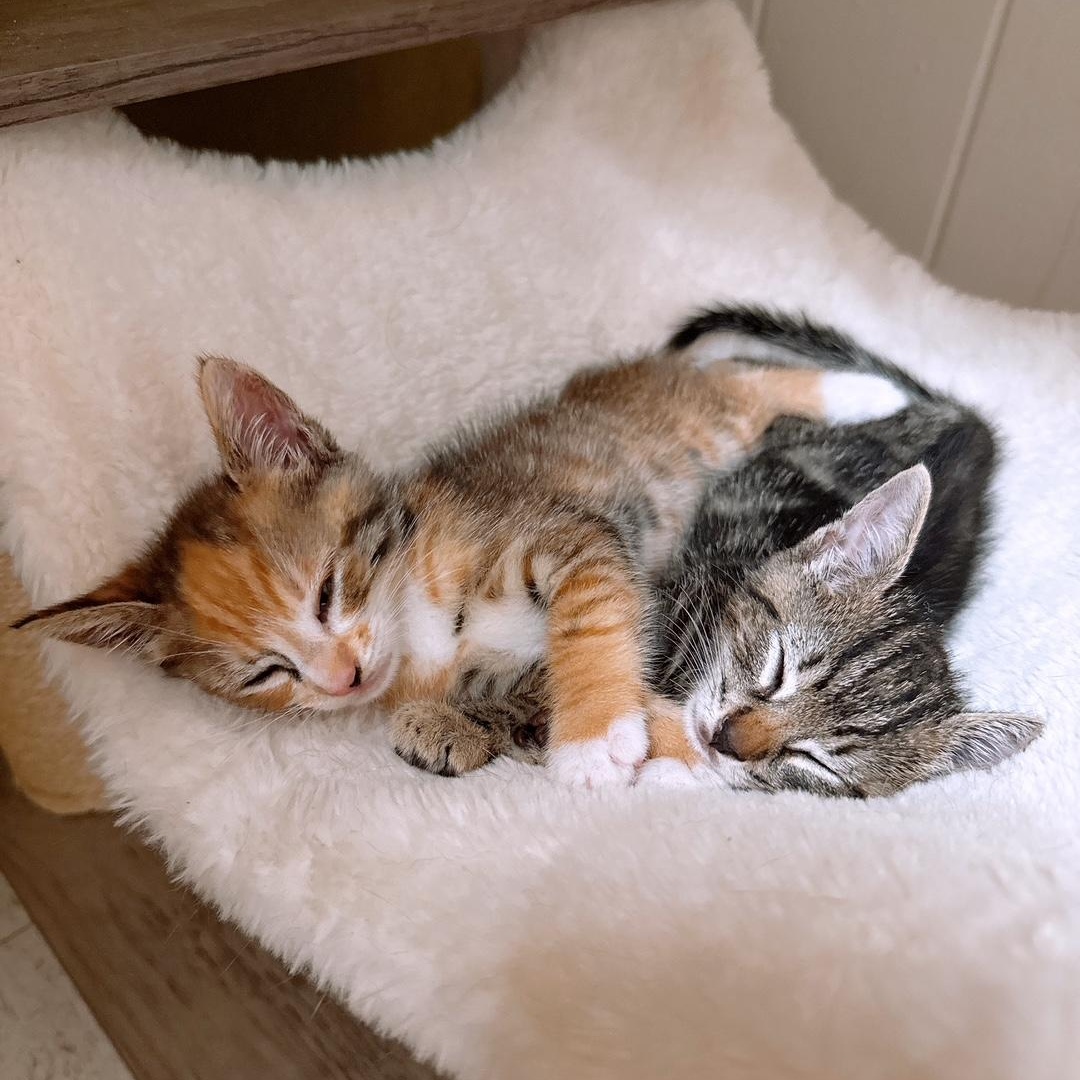 Milkshake, an adoptable Domestic Short Hair in Ewa Beach, HI, 96706 | Photo Image 6