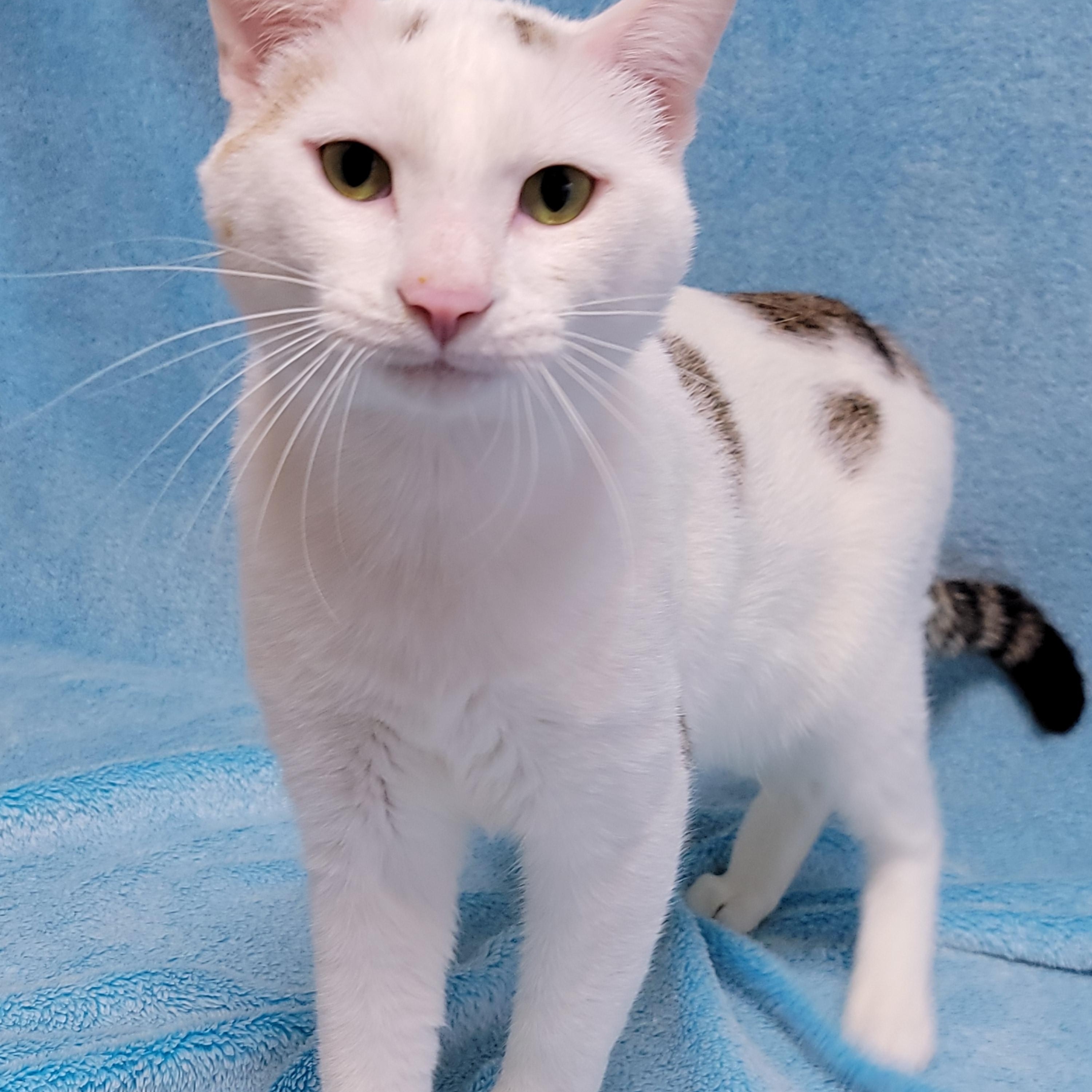 Enlarge Opie, a Adoptable Domestic Short Hair in Hornell, NY image 1/1