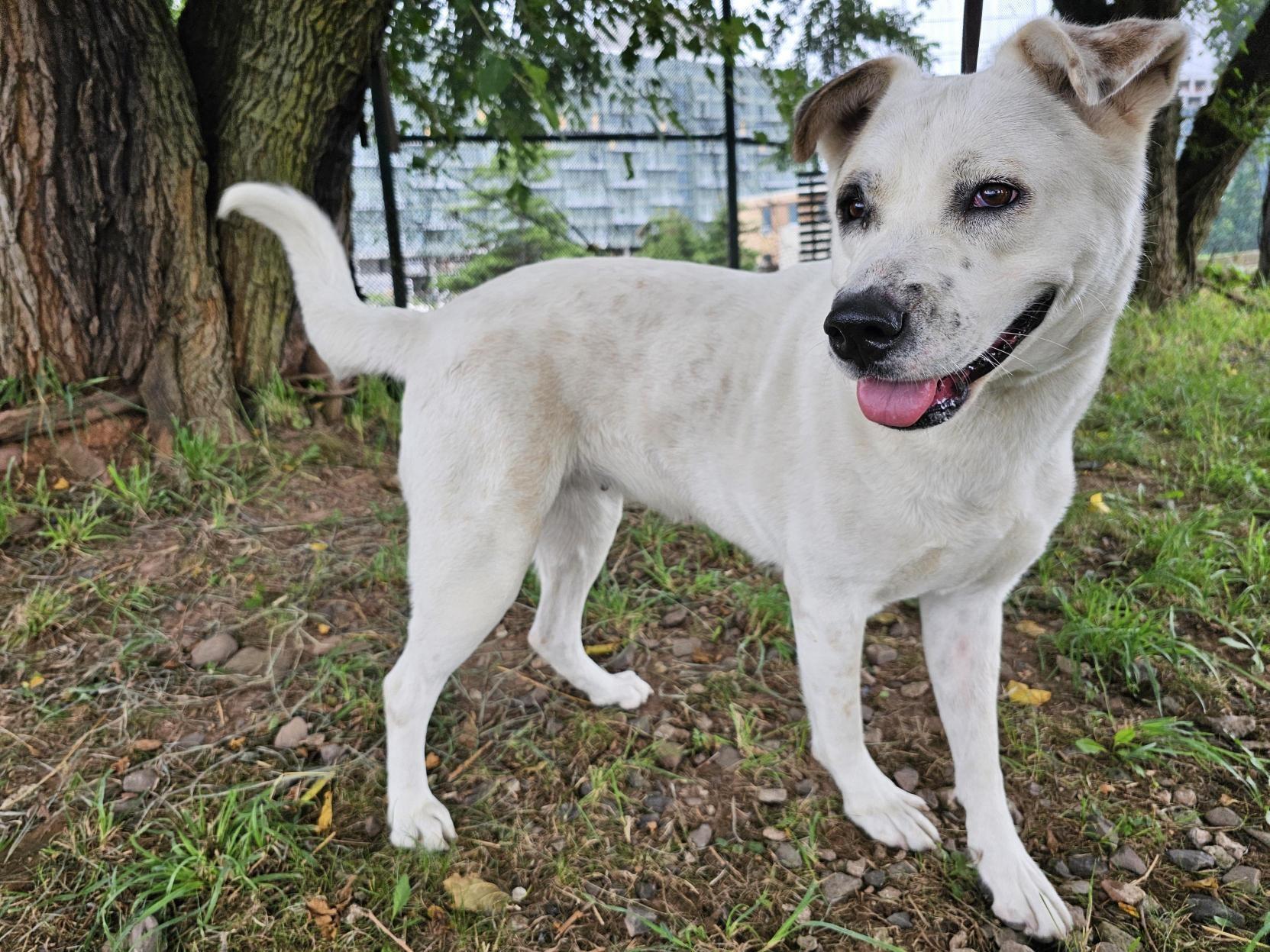 Princess, Adoptable, Adult Female Labrador Retriever & Husky.