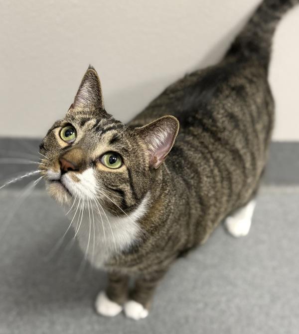 Enlarge Lil Dude, a Adoptable mixed breed in Sheboygan, WI image 3/3