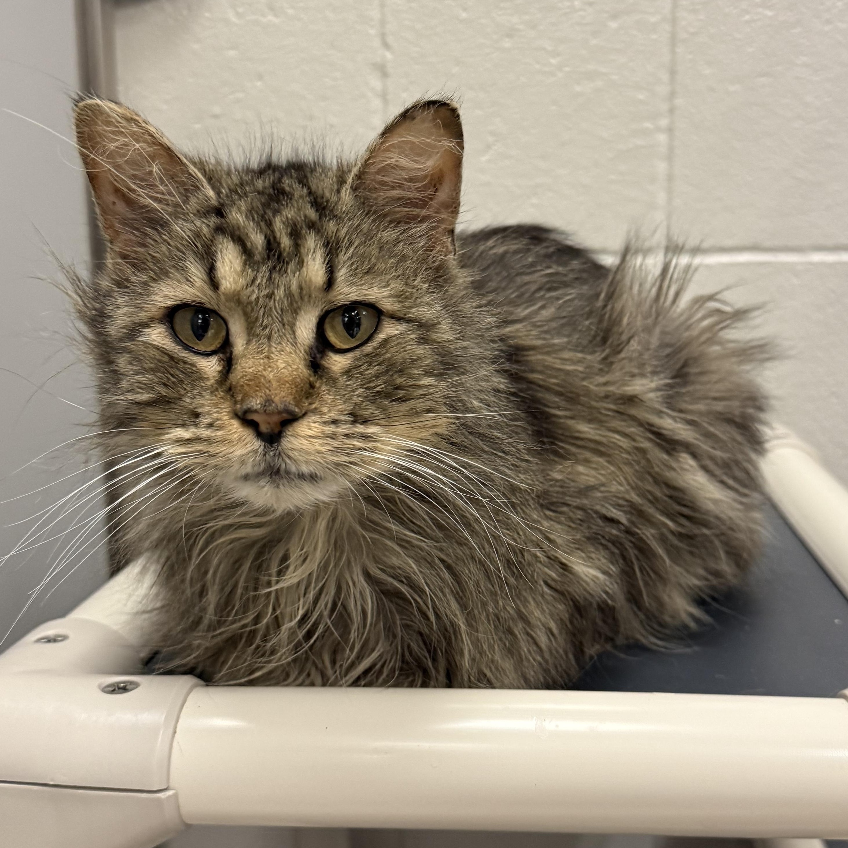 Enlarge Marv, an adoptable Domestic Medium Hair in Kearney, NE image 1/1