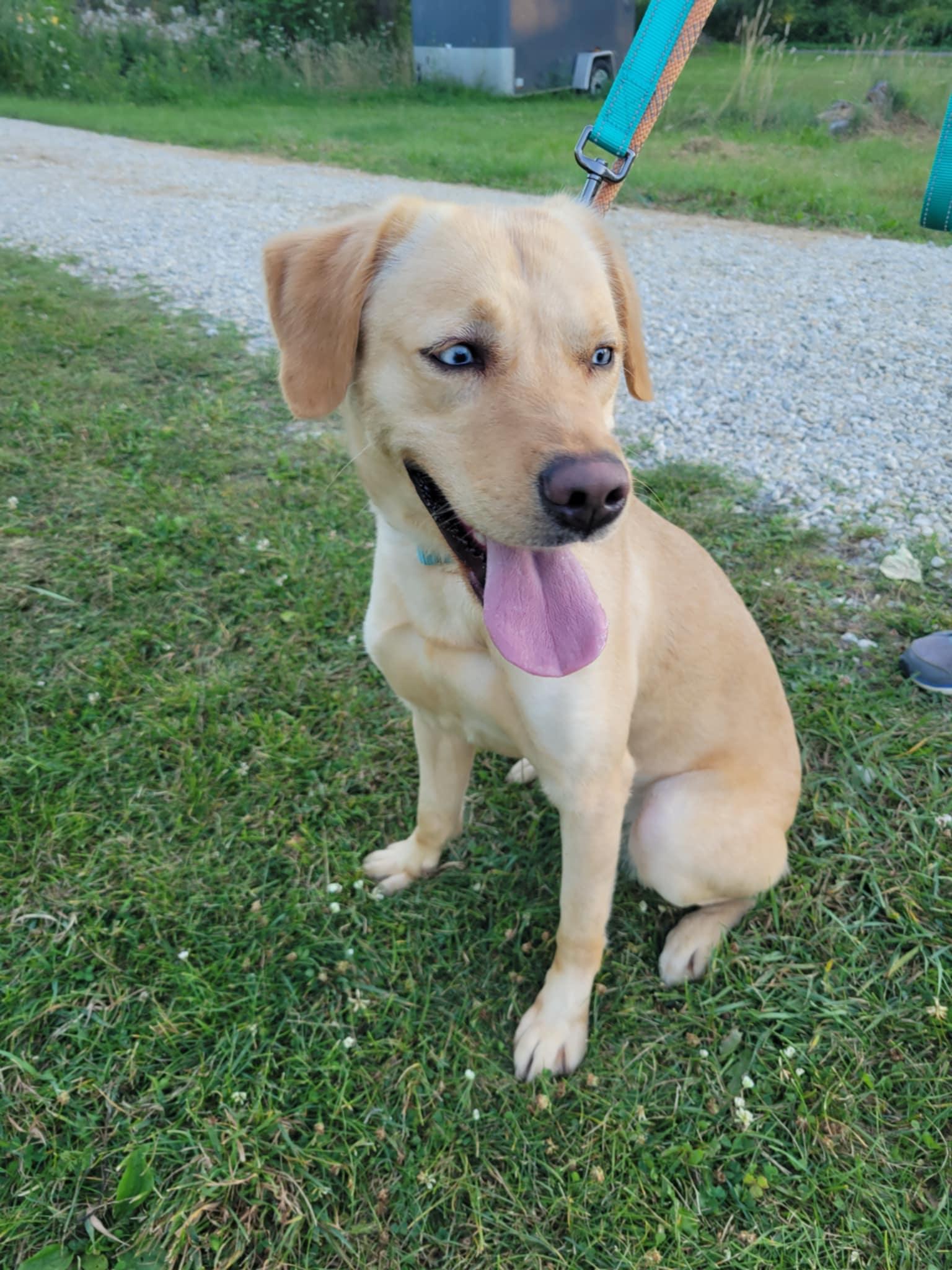 Blondie-Not Accepting Applications Yet!