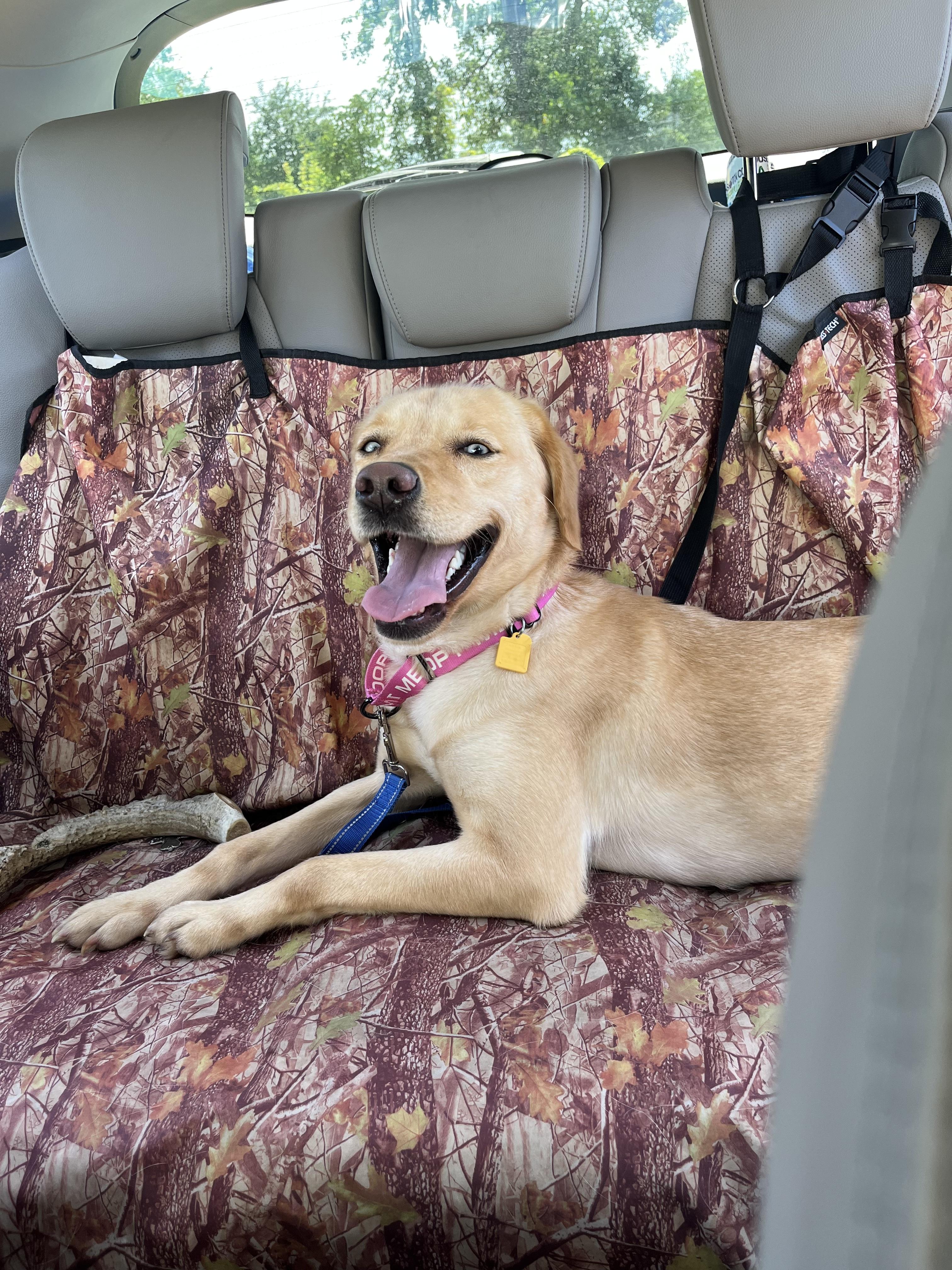 Blondie-Not Accepting Applications Yet!