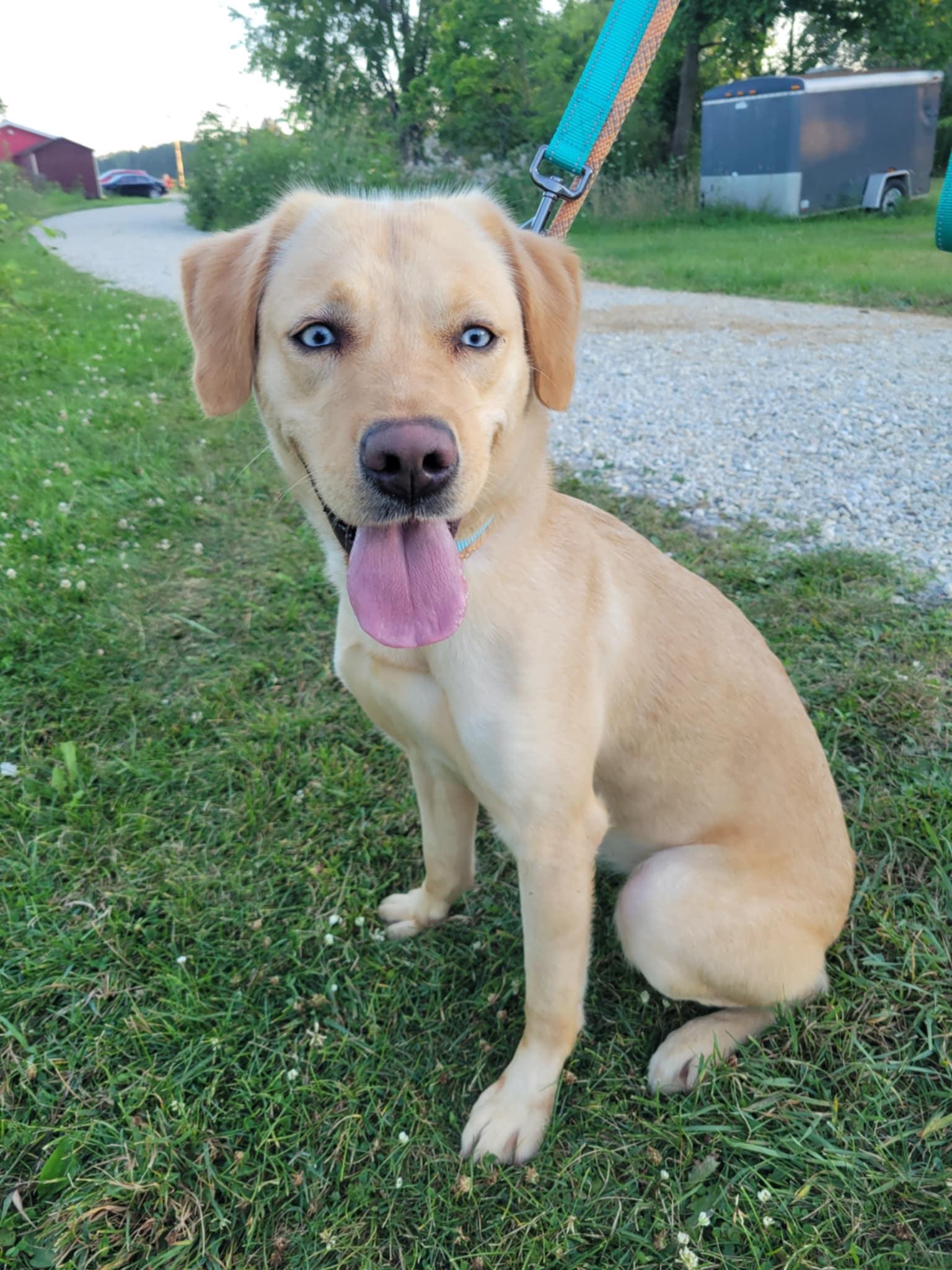 Blondie-Not Accepting Applications Yet!