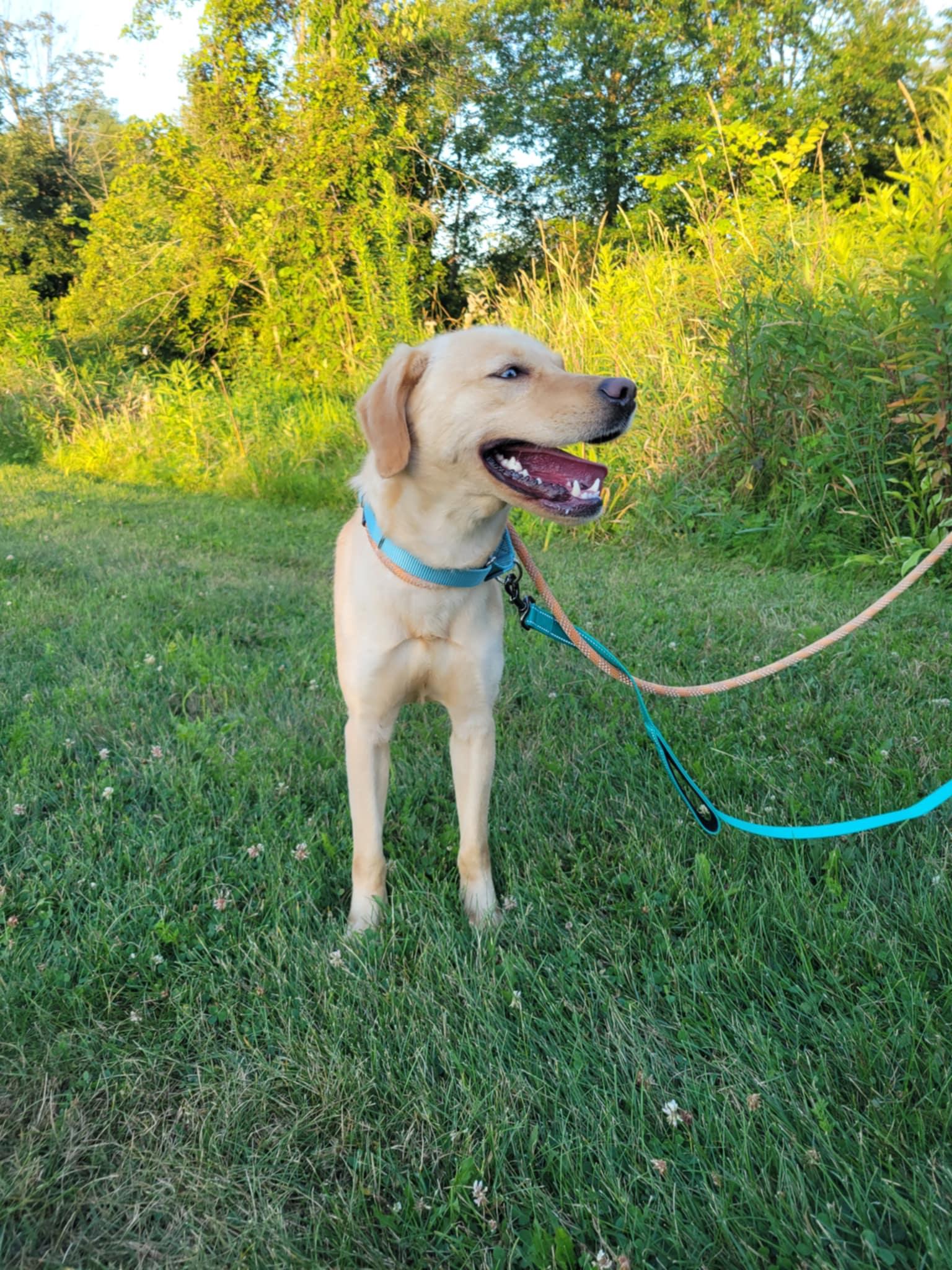 Blondie-Not Accepting Applications Yet!
