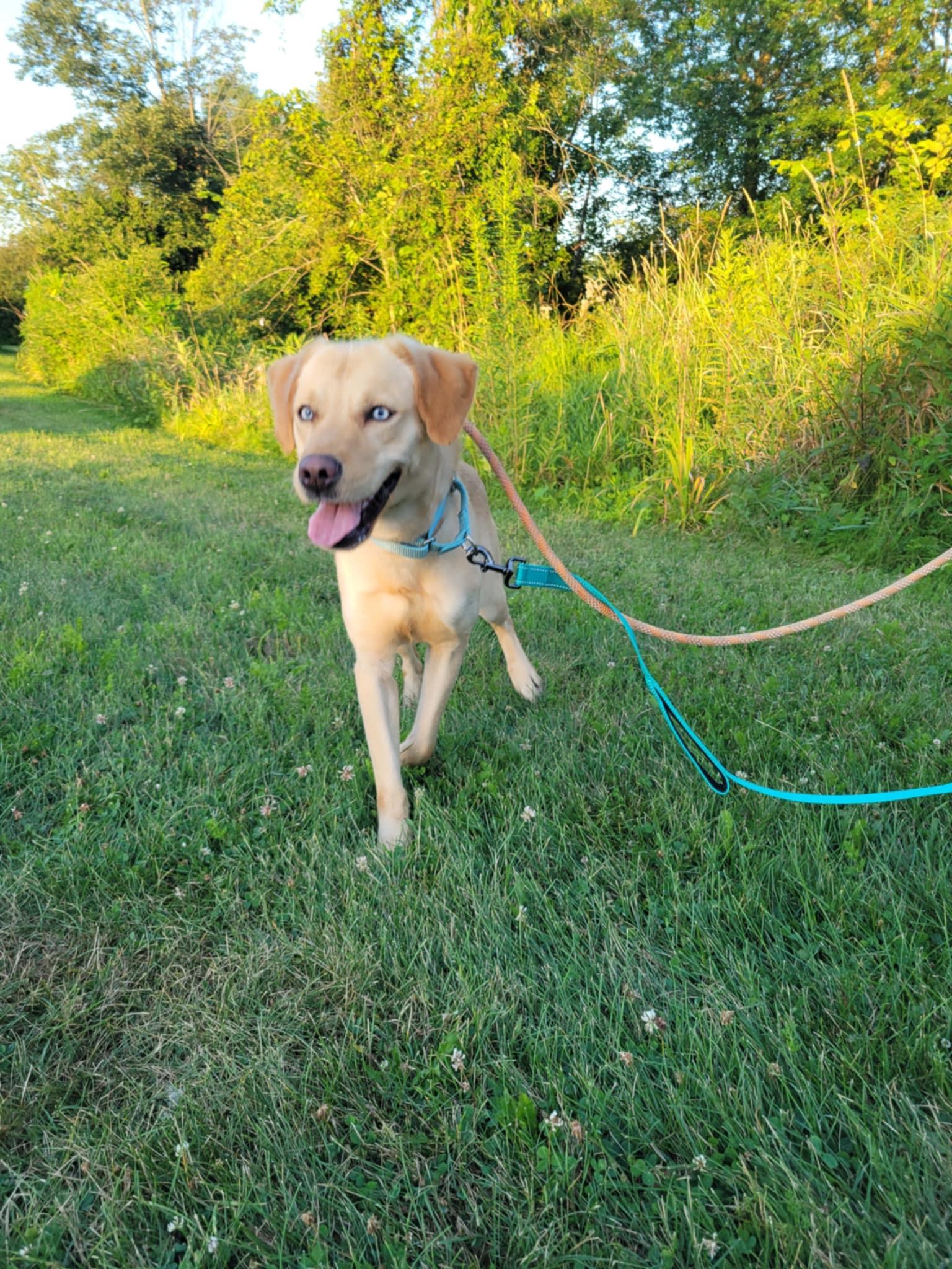 Blondie-Not Accepting Applications Yet!
