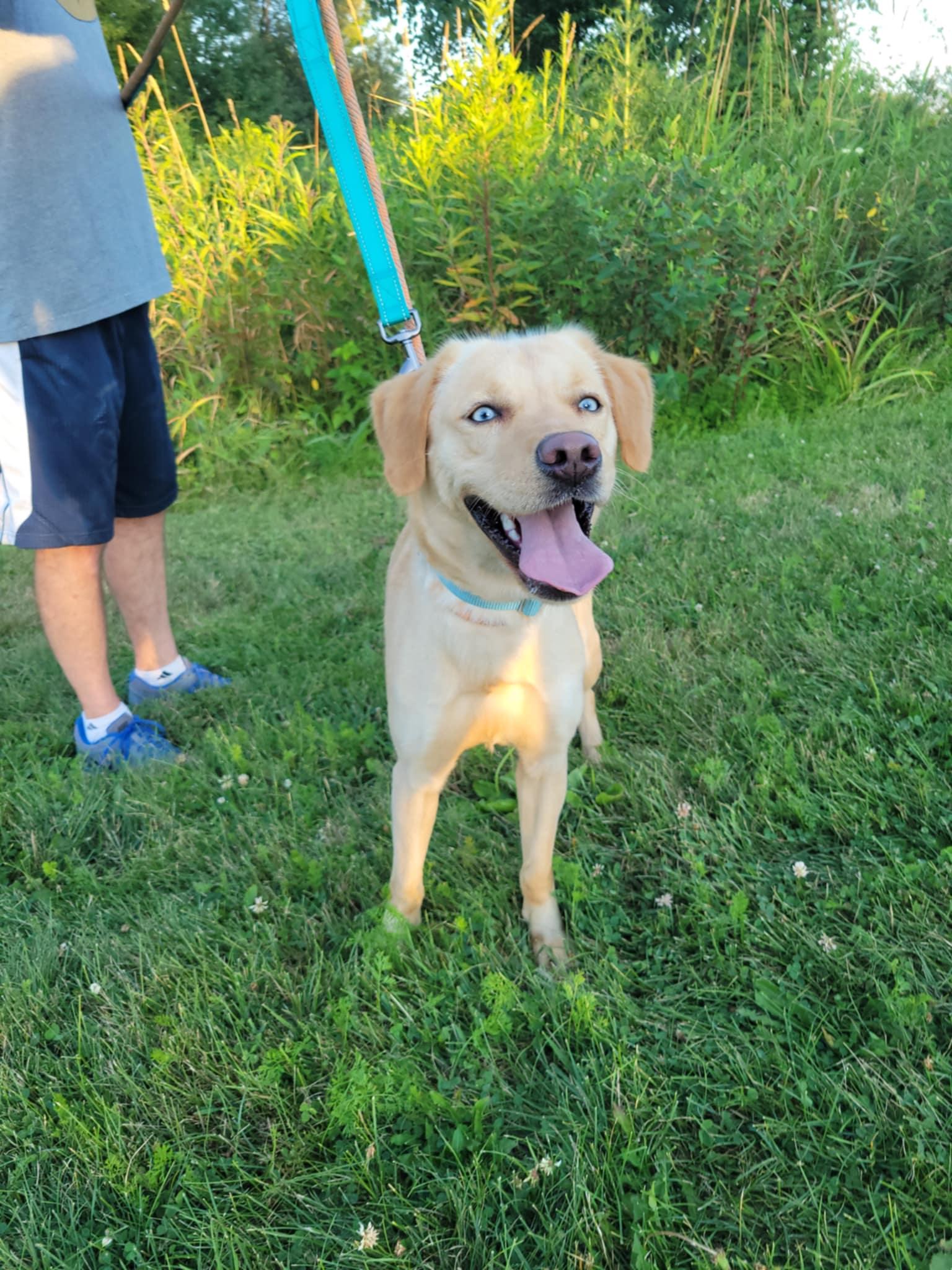 Blondie-Not Accepting Applications Yet!