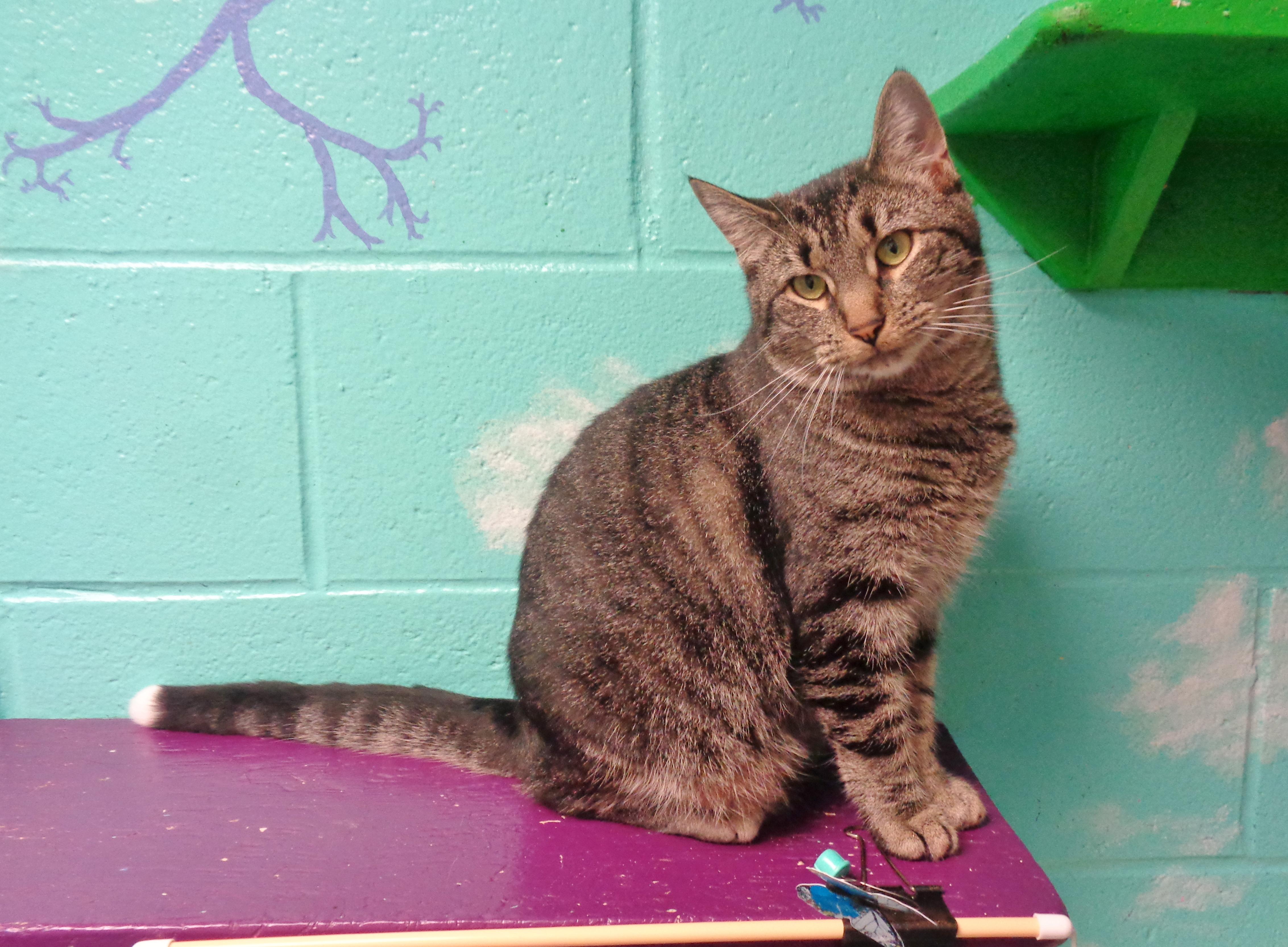 Enlarge SOCK MONKEY, a Adoptable Tiger in Delhi, NY image 2/5