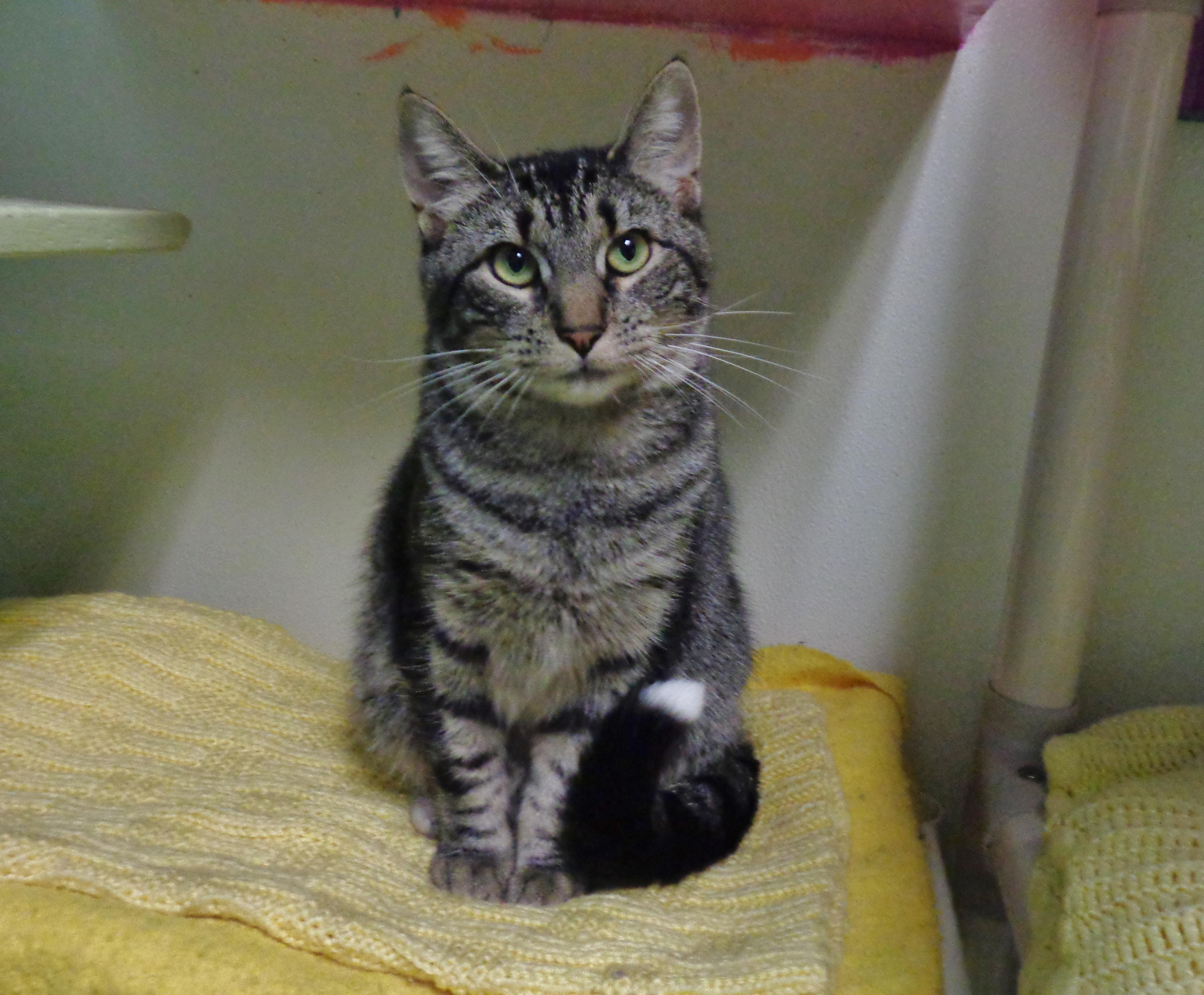Enlarge SOCK MONKEY, a Adoptable Tiger in Delhi, NY image 5/5