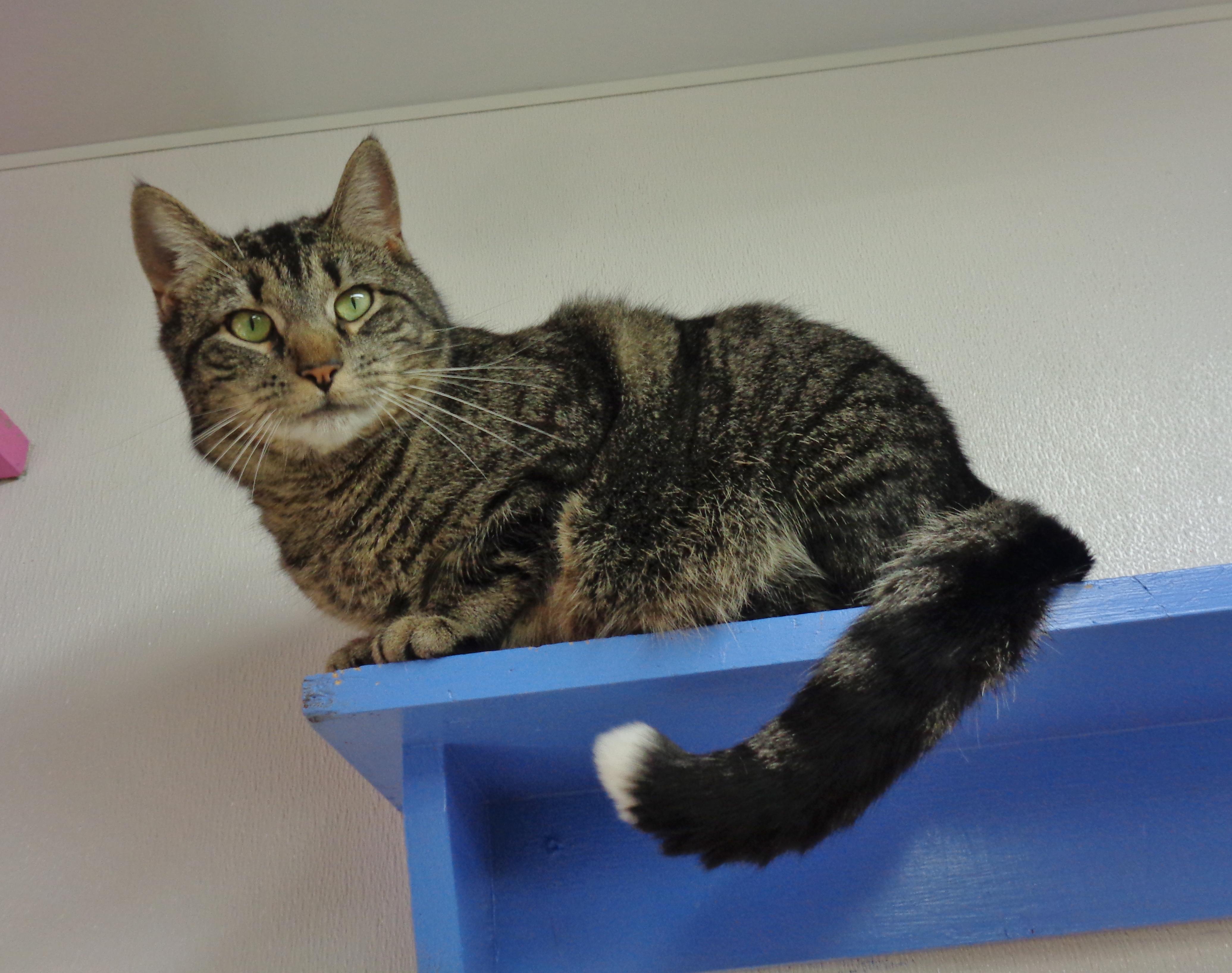 SOCK MONKEY, Adoptable, Young Female Tiger.