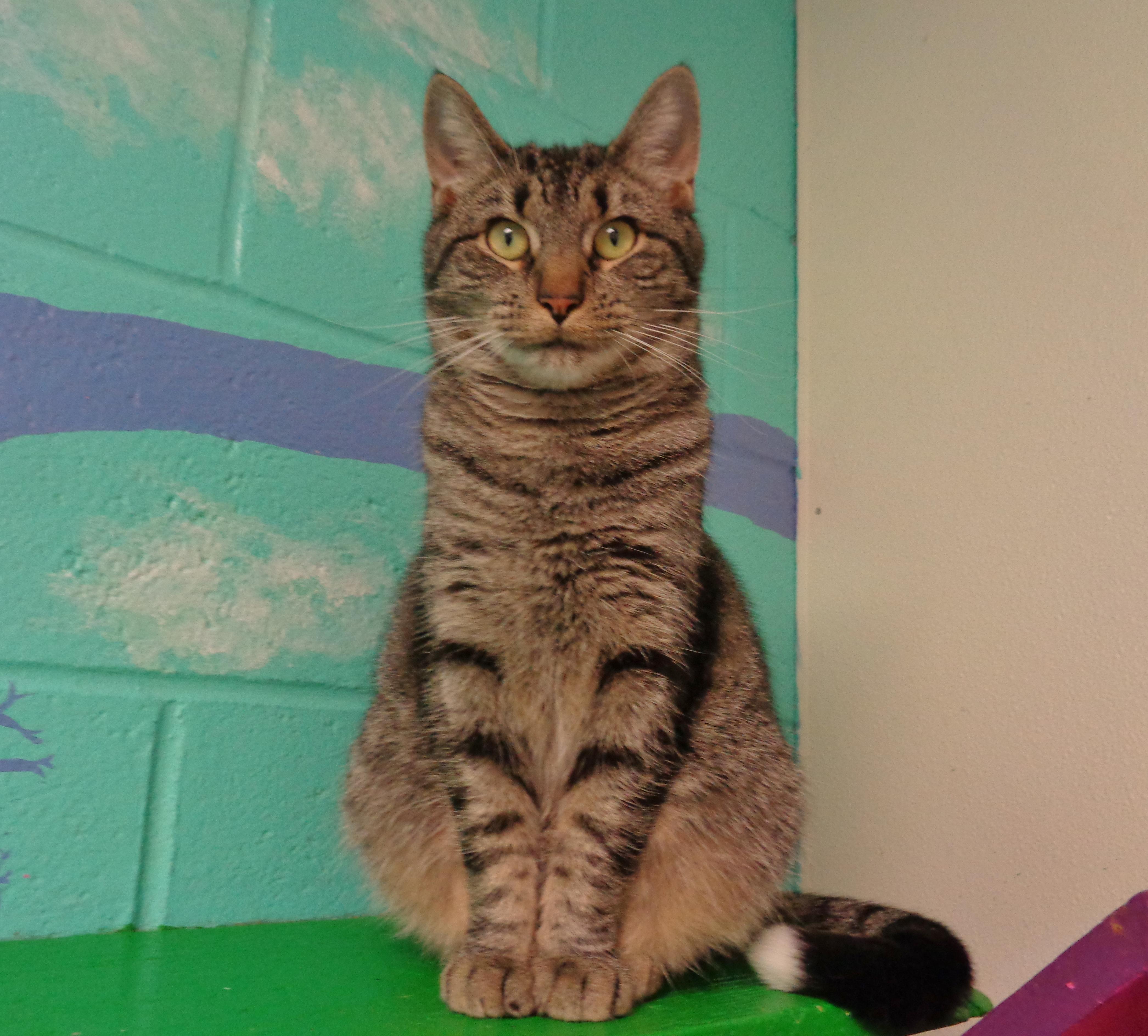 SOCK MONKEY, Adoptable, Young Female Tiger.