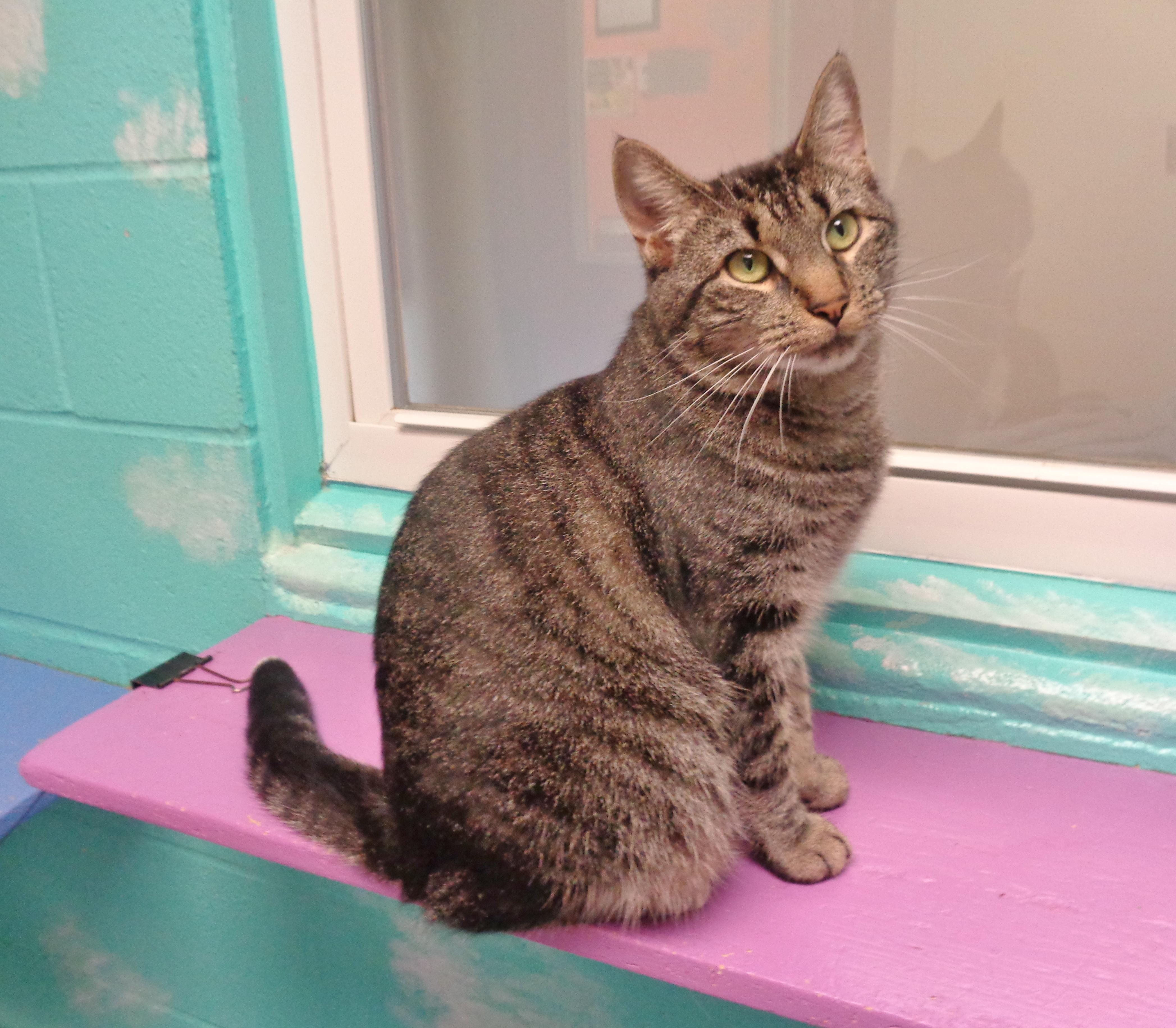 Enlarge SOCK MONKEY, a Adoptable Tiger in Delhi, NY image 3/5