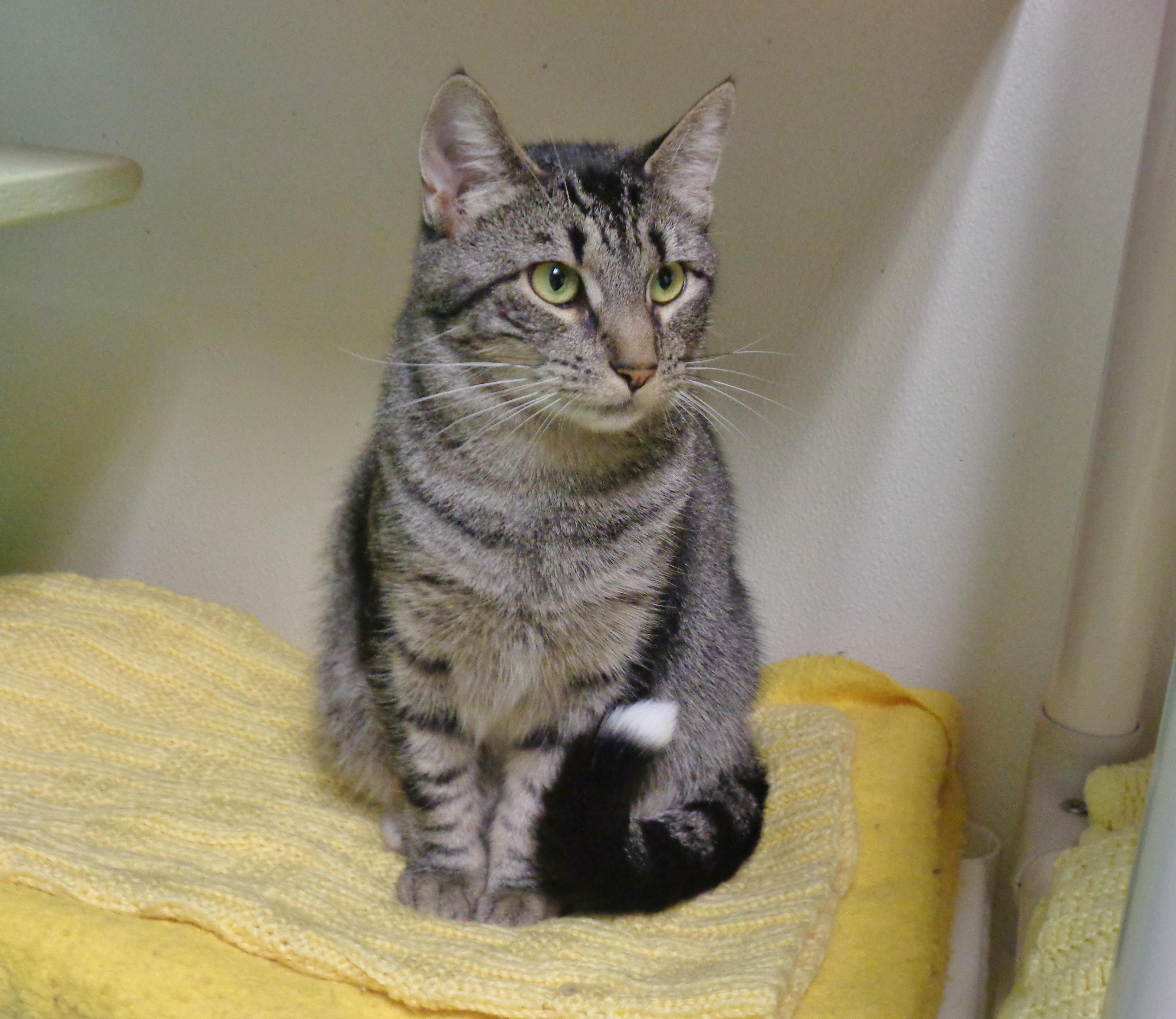 Enlarge SOCK MONKEY, a Adoptable Tiger in Delhi, NY image 4/5