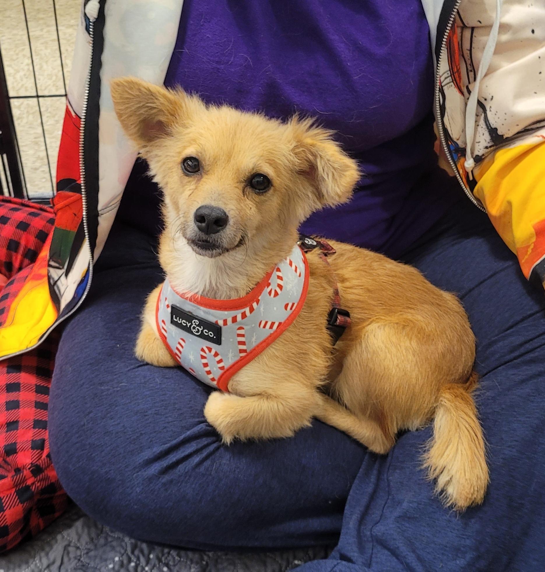 Enlarge Scarlett Fox, a ADOPTABLE mixed breed in Reseda, CA image 3/5
