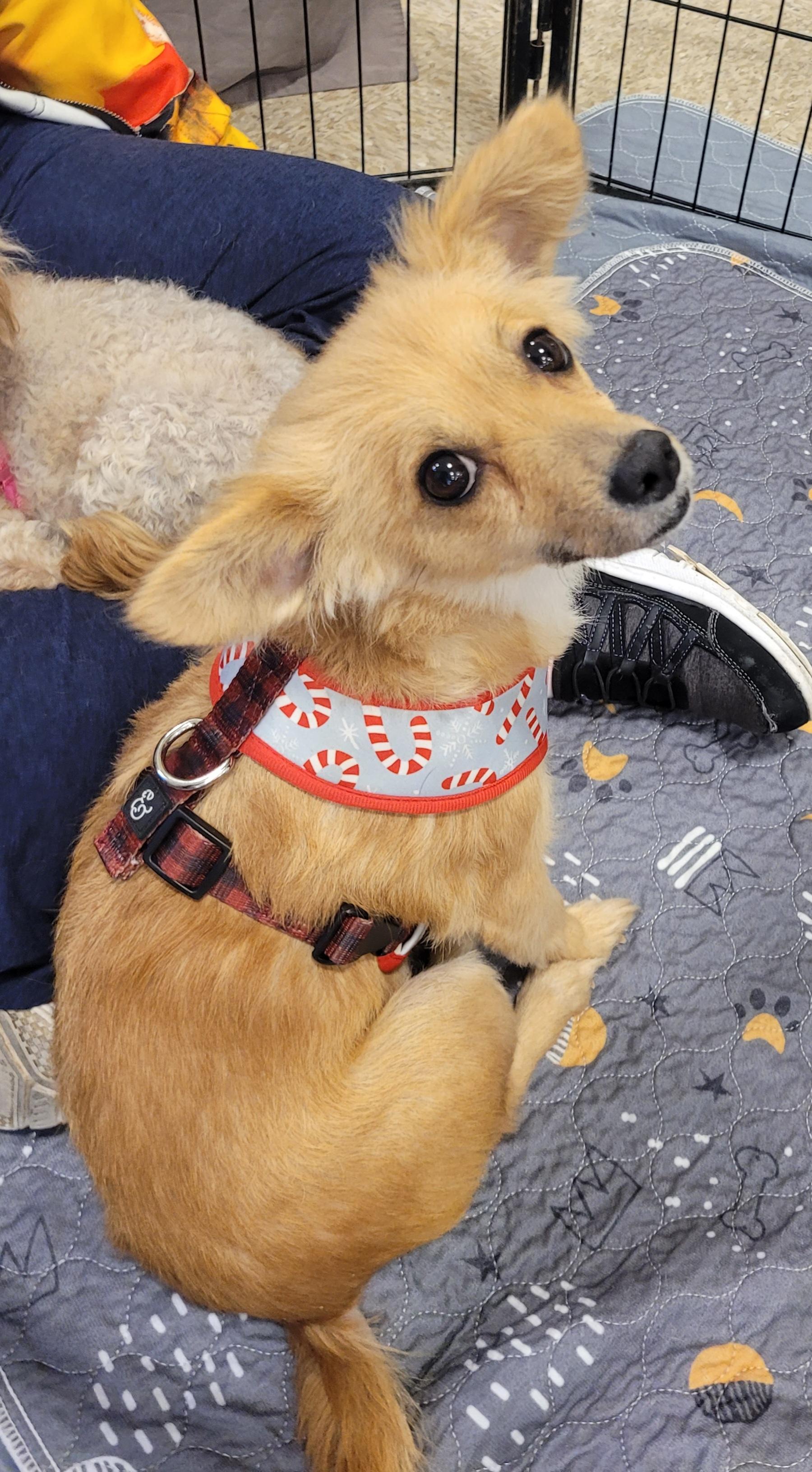 Scarlett Fox, ADOPTABLE, Adult Female Papillon & Chihuahua.