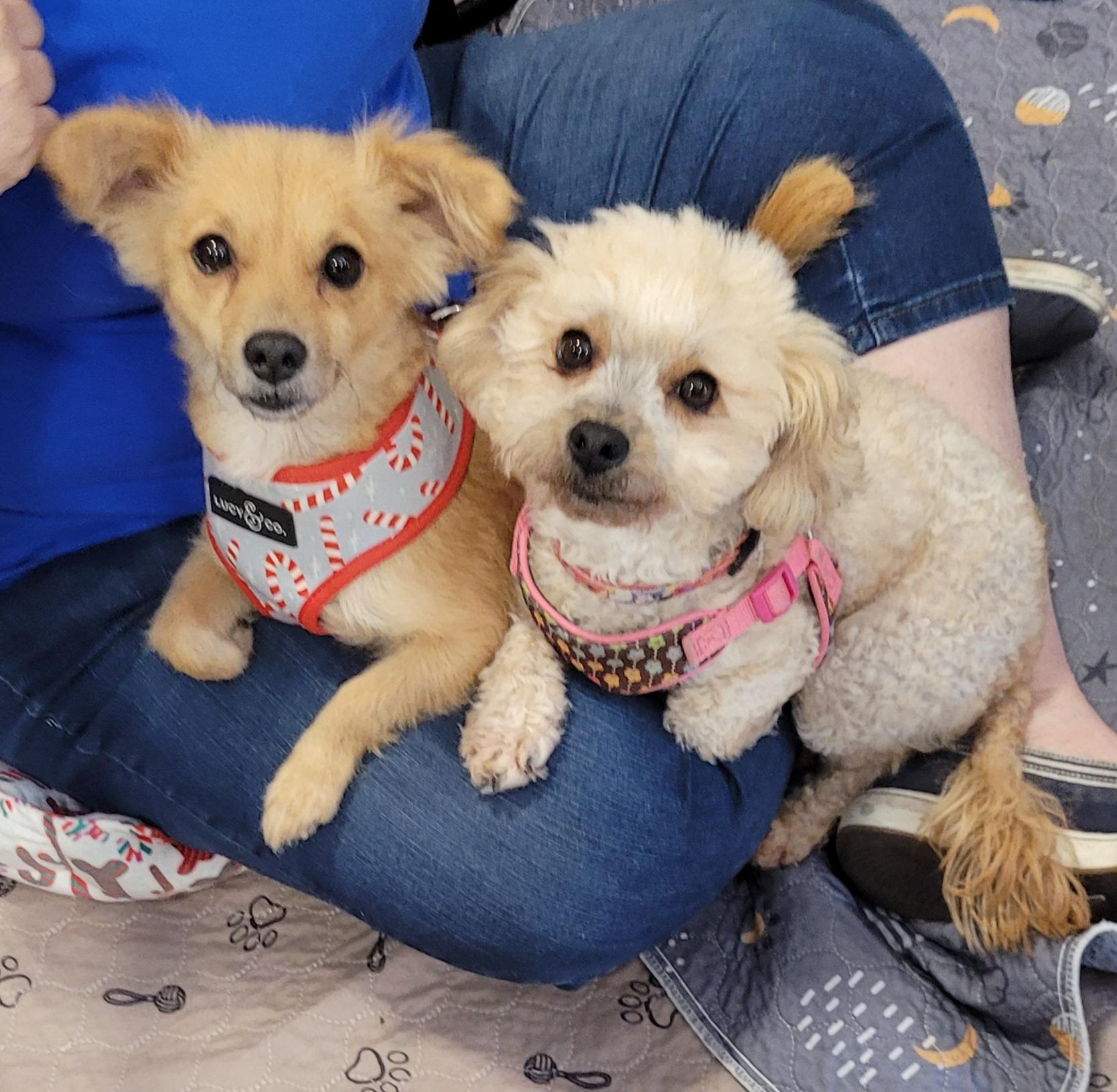 Enlarge Scarlett Fox, a ADOPTABLE mixed breed in Reseda, CA image 2/5