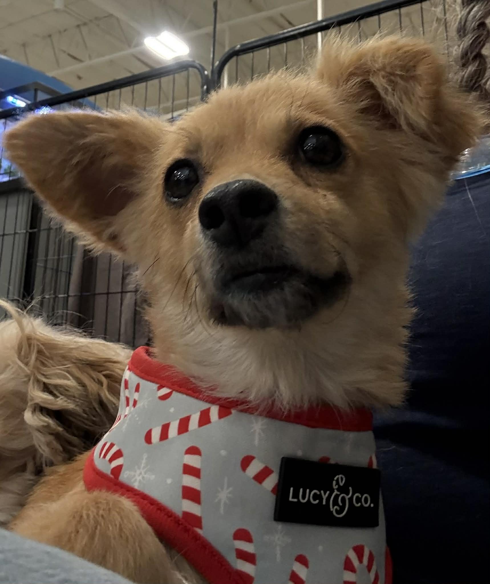 Enlarge Scarlett Fox, a ADOPTABLE mixed breed in Reseda, CA image 5/5