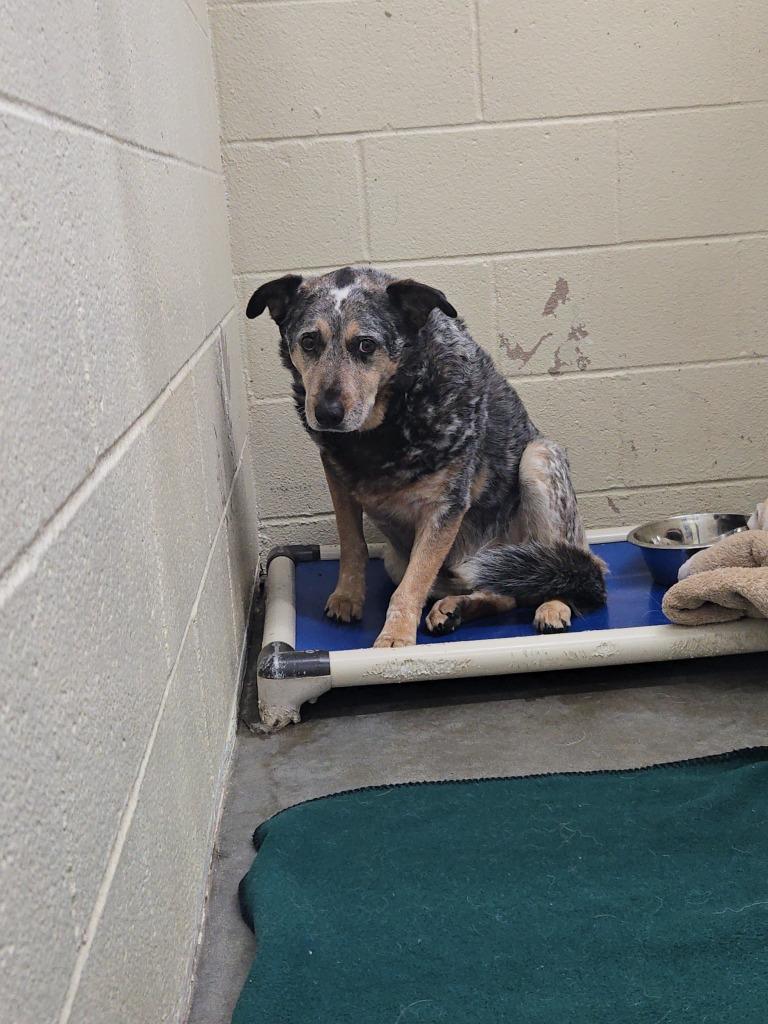 Enlarge Bob, a Adoptable mixed breed in St. Helens, OR image 1/2