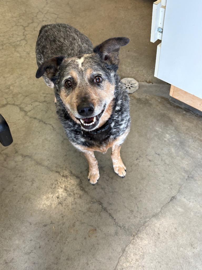 Enlarge Bob, a Adoptable mixed breed in St. Helens, OR image 2/2